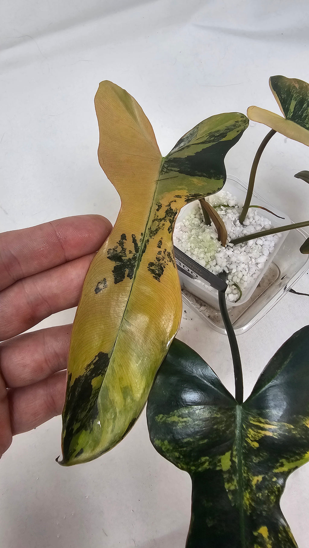 Philodendron Brown Beauty Variegated