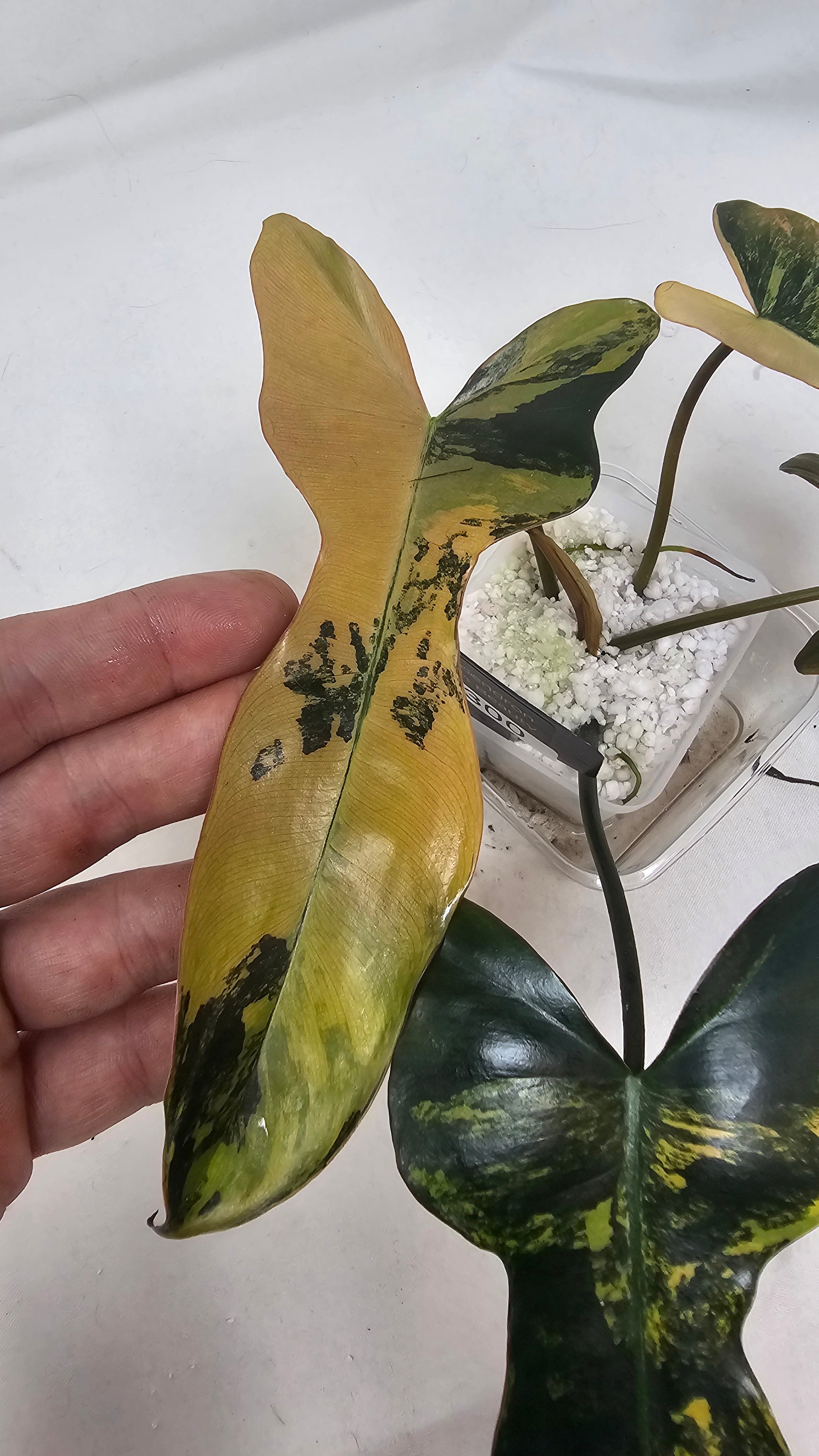 Philodendron Brown Beauty Variegated