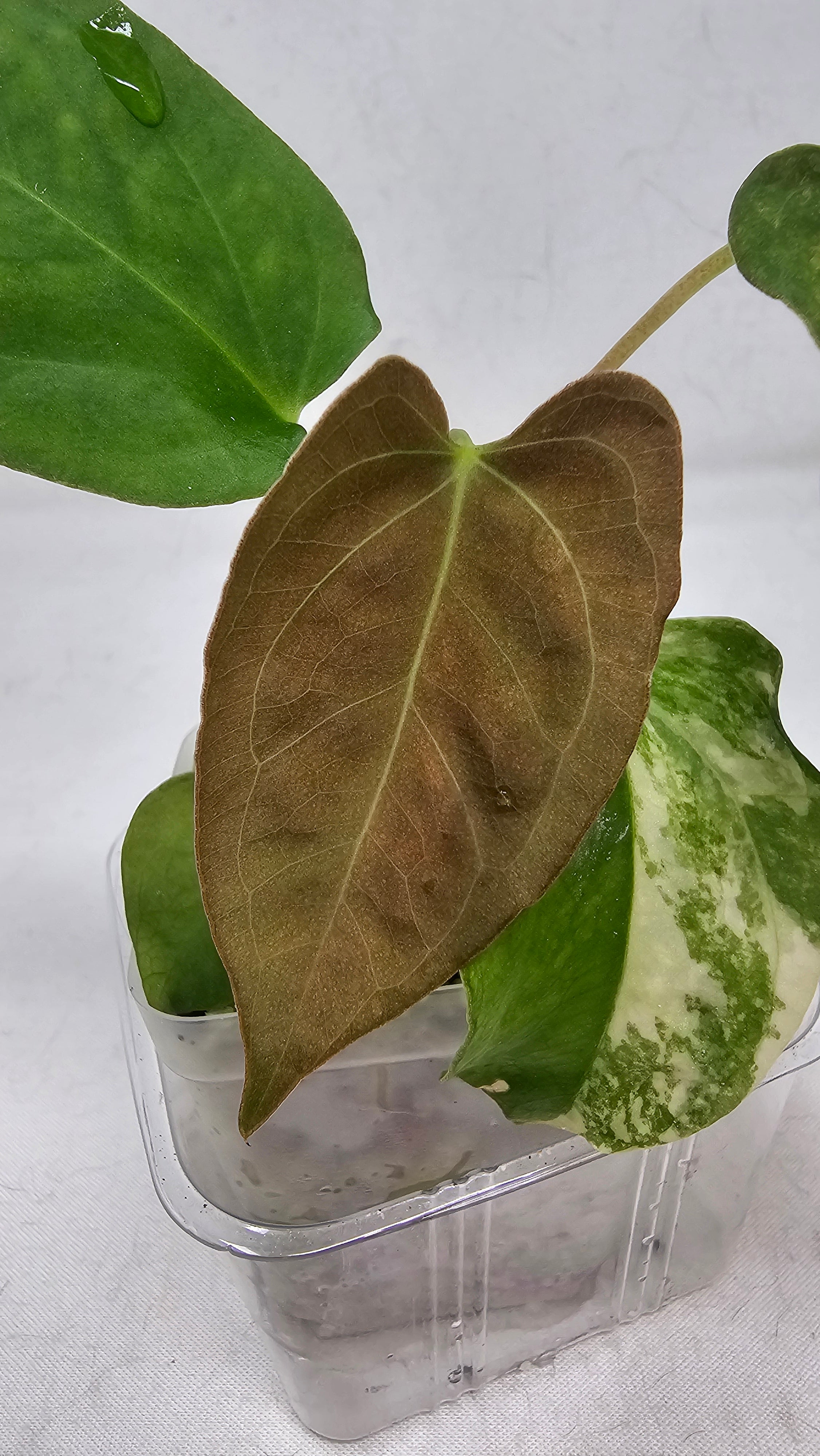 Anthurium Papillilaminum x (sp nov df x RL)