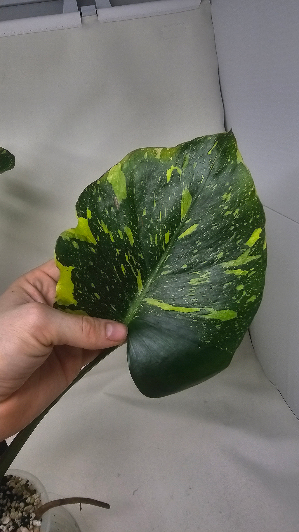 Monstera Electrolyte