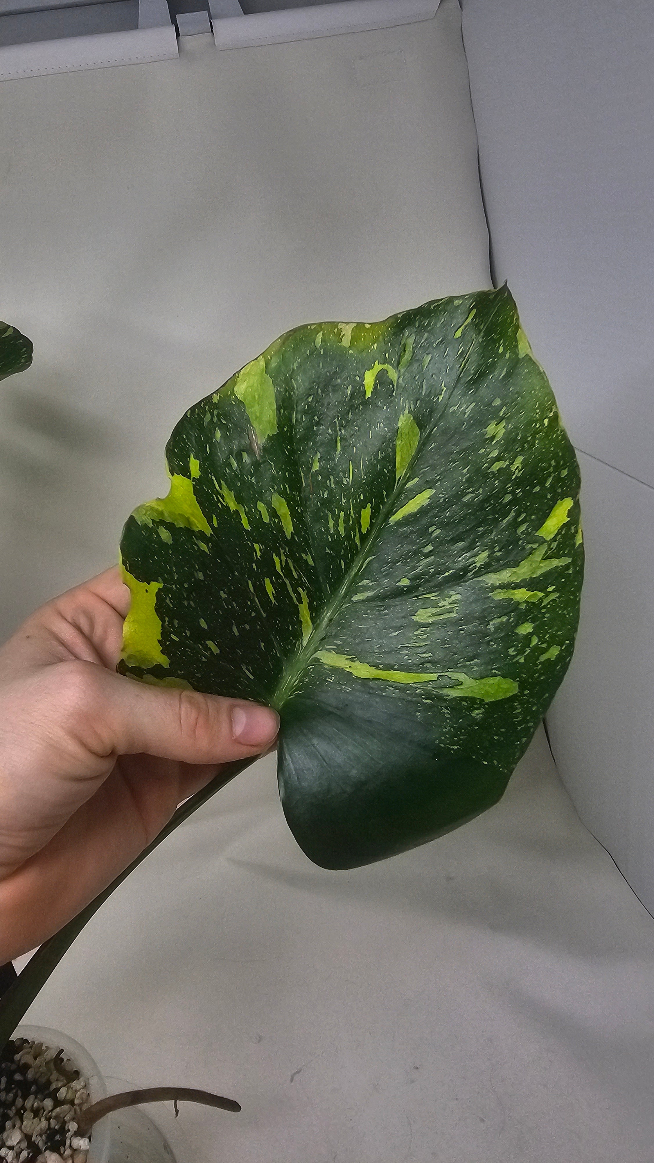 Monstera Electrolyte