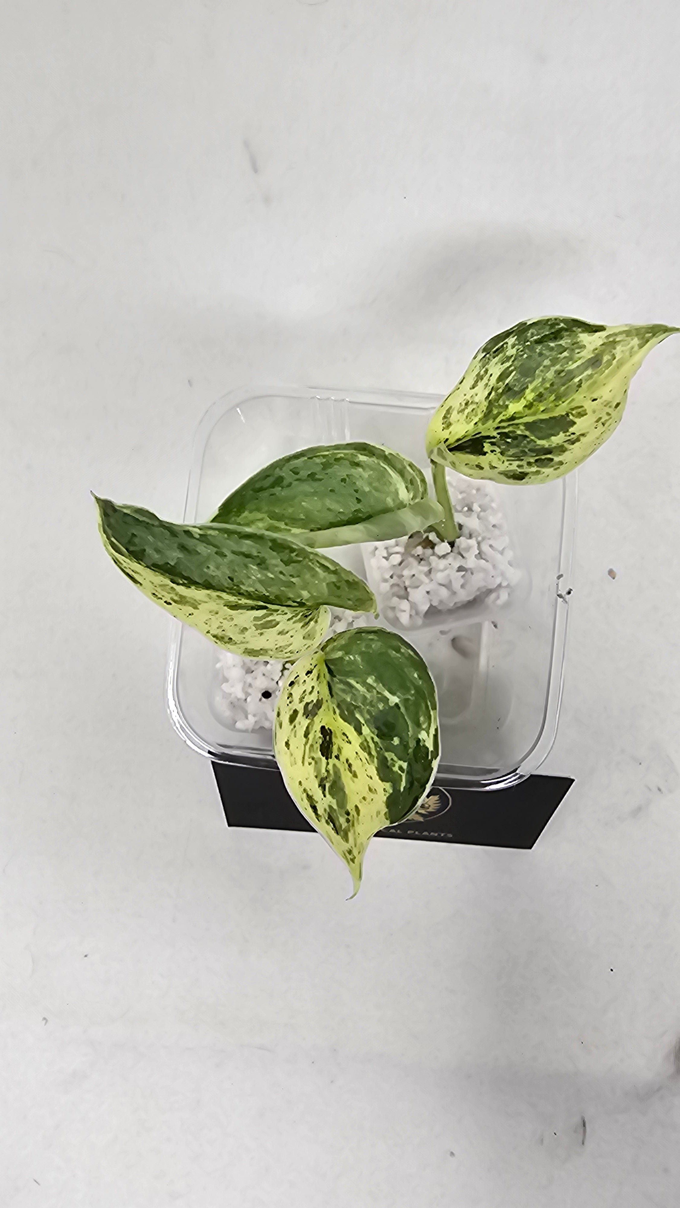 Scindapsus Peasun