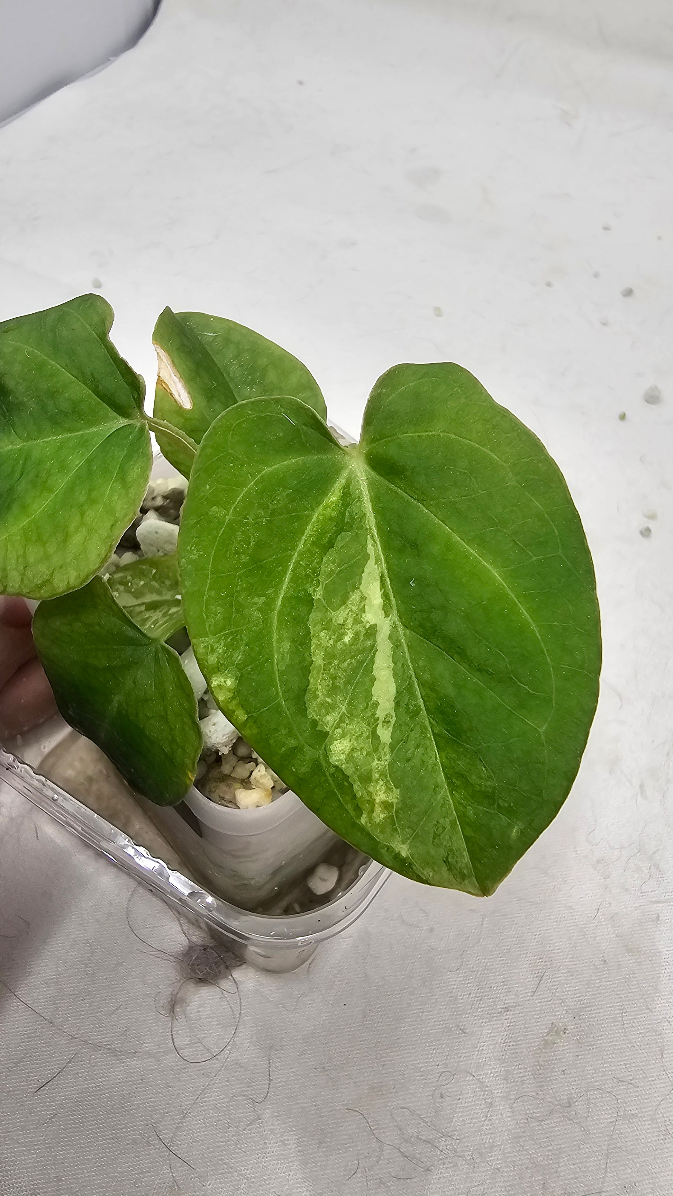 Anthurium Forgetti x Blackwidow Variegated (Low Var)