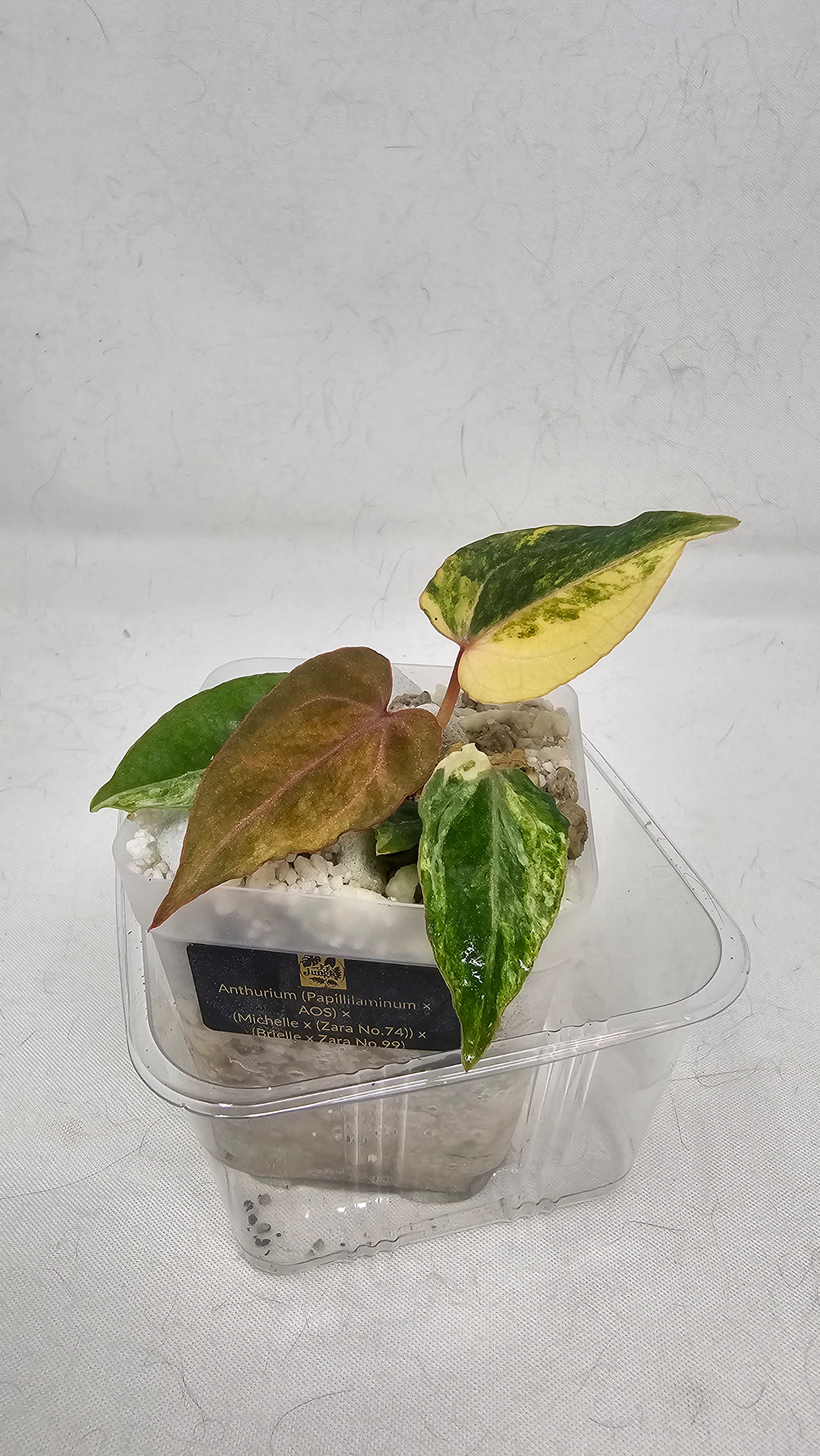 Anthurium (Papillilaminum × AOS) × (Michell x(Zara No.74))x (Brielle x Zara No.99)