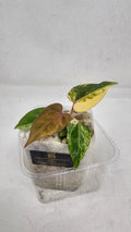Anthurium (Papillilaminum × AOS) × (Michell x(Zara No.74))x (Brielle x Zara No.99)