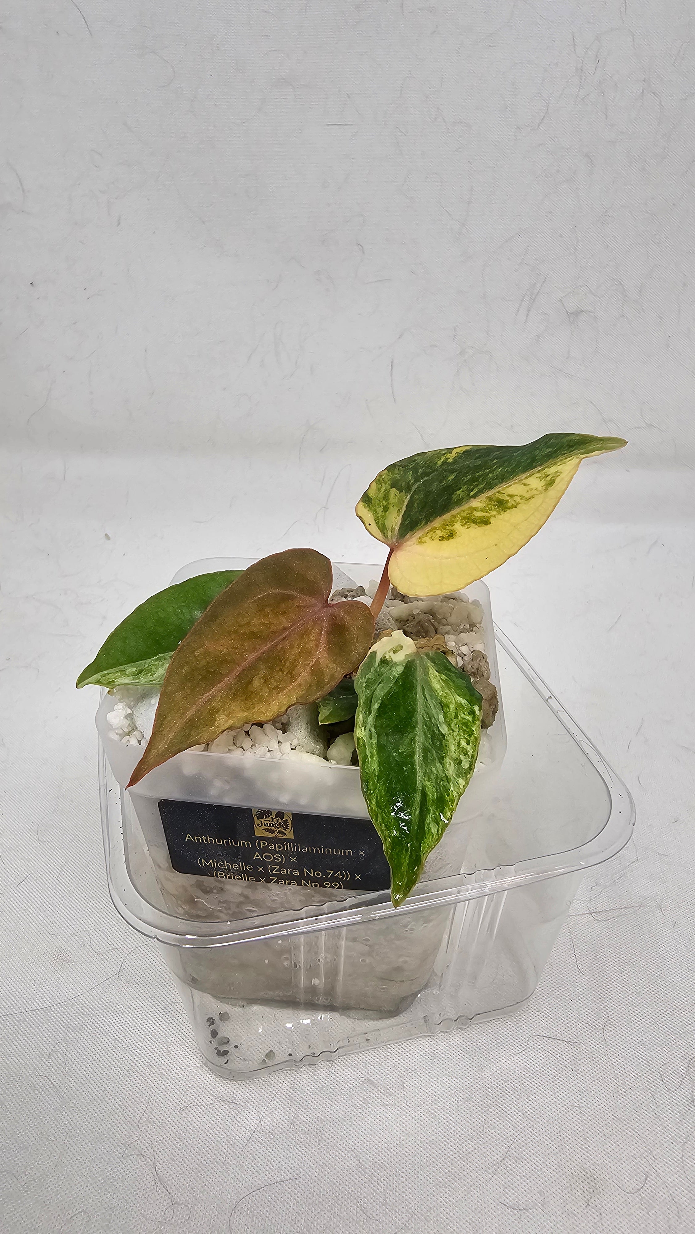 Anthurium (Papillilaminum × AOS) × (Michell x(Zara No.74))x (Brielle x Zara No.99)