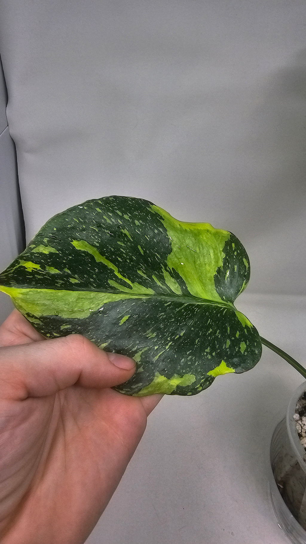 Monstera Electrolyte