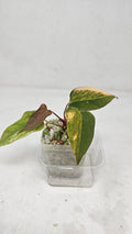 Anthurium Papillilaminum x (sp. Nov Df x RL)
