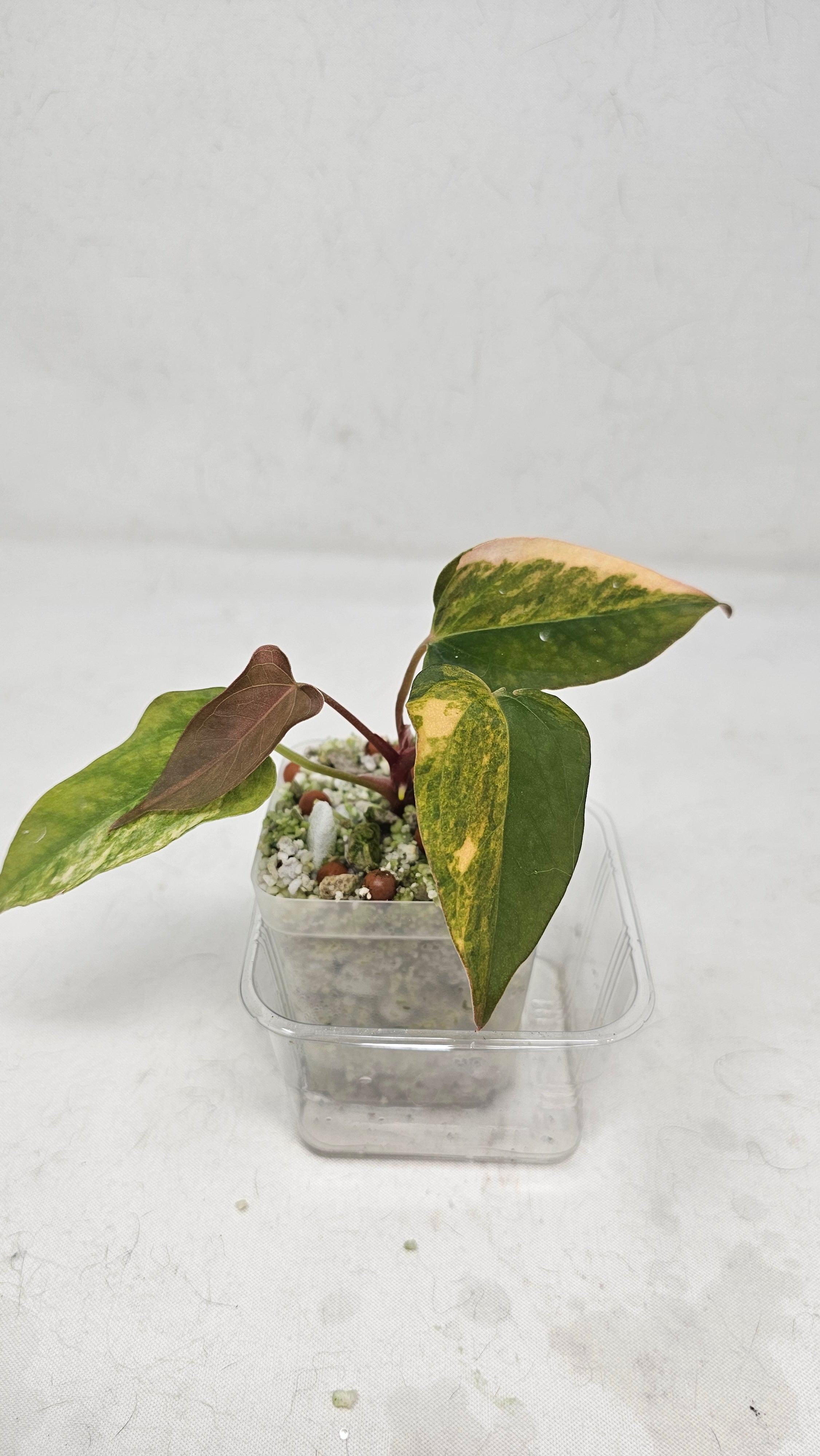 Anthurium Papillilaminum x (sp. Nov Df x RL)