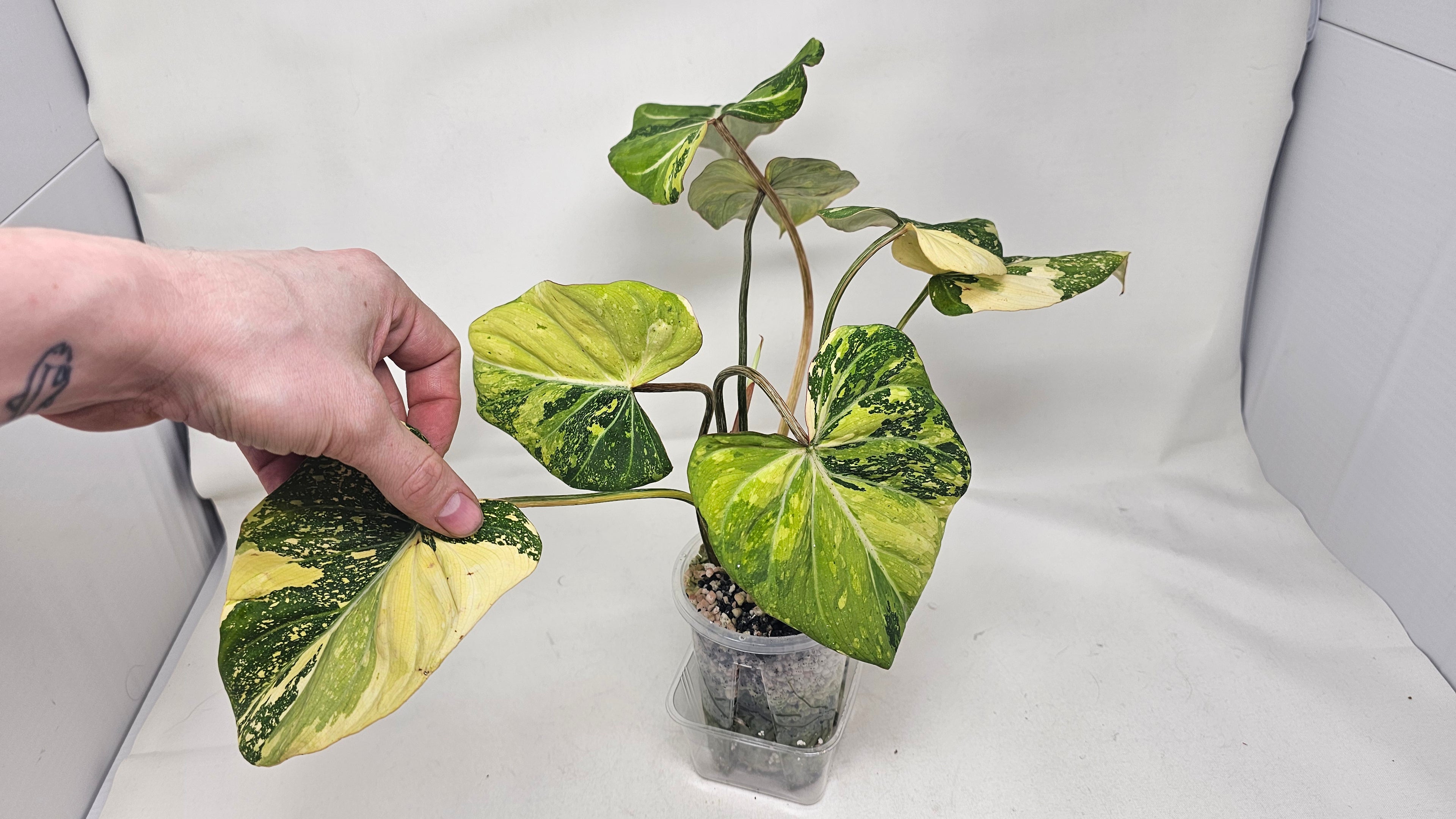 Philodendron Gloriosum Variegated Type 2