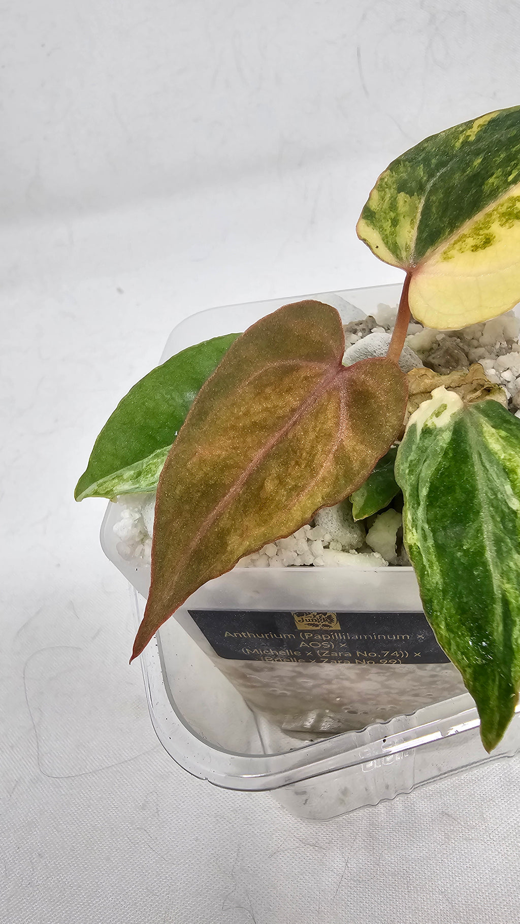 Anthurium (Papillilaminum × AOS) × (Michell x(Zara No.74))x (Brielle x Zara No.99)