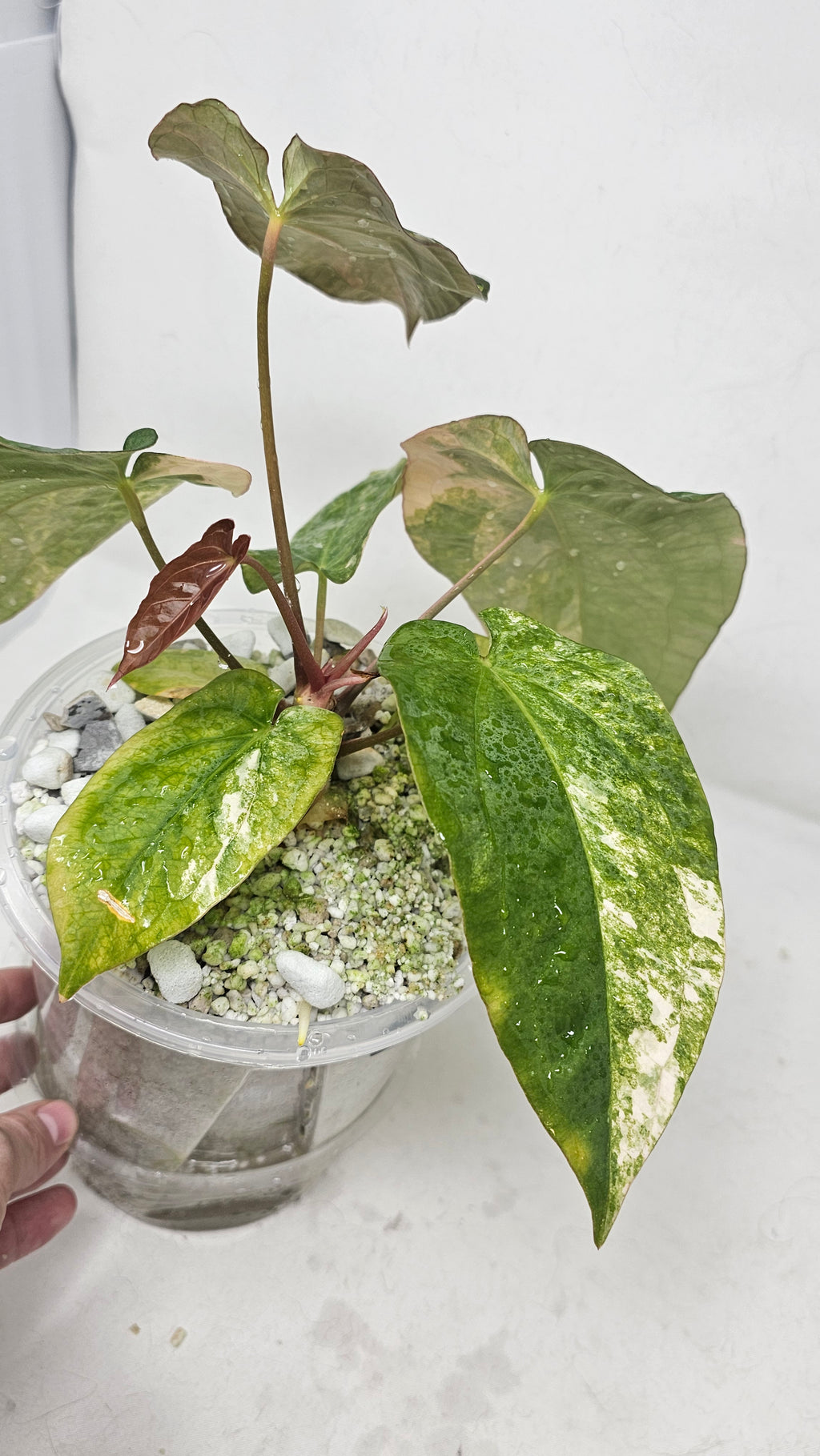 Anthurium Forgetti x BVEP (Scott)