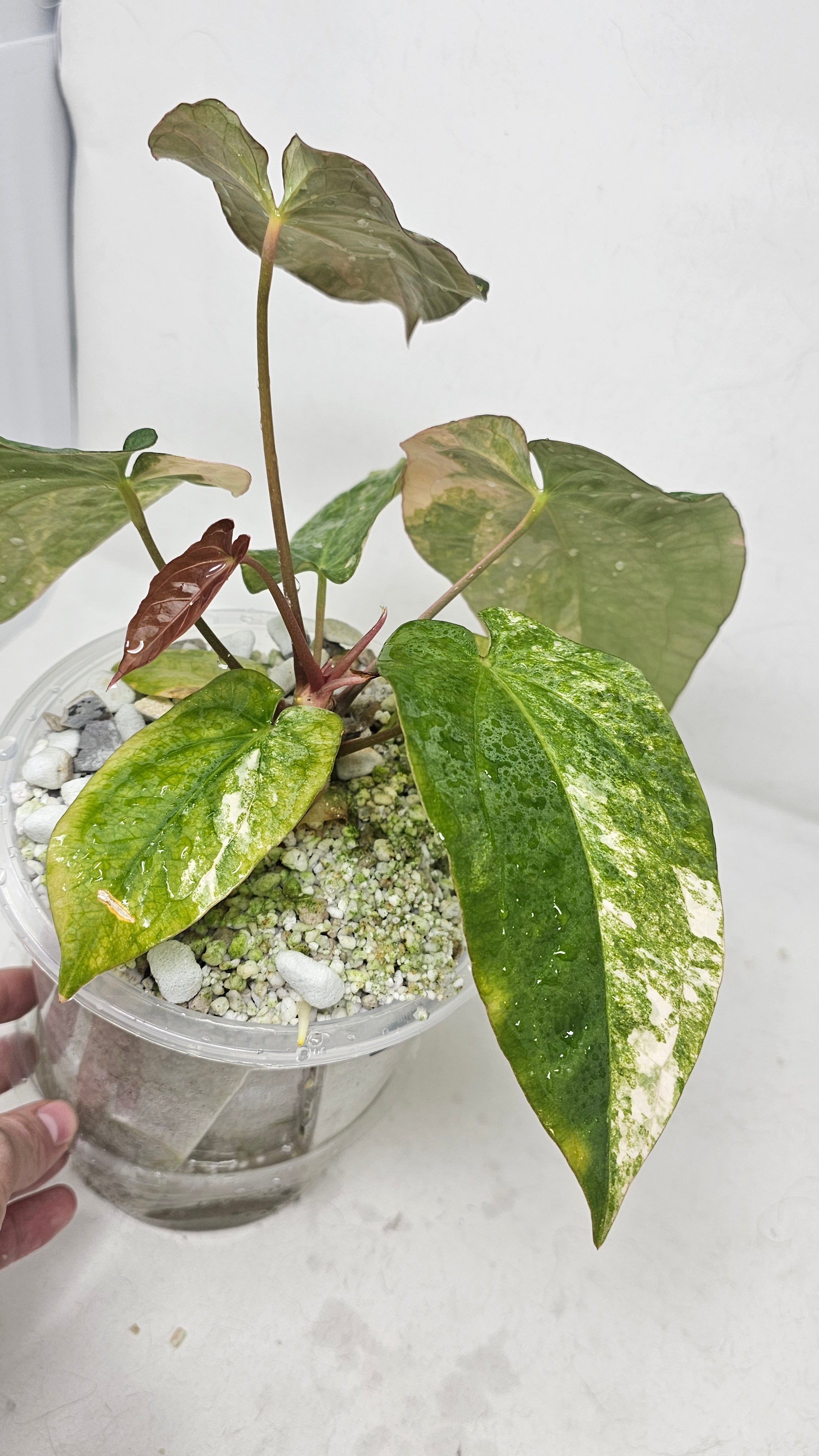 Anthurium Forgetti x BVEP (Scott)