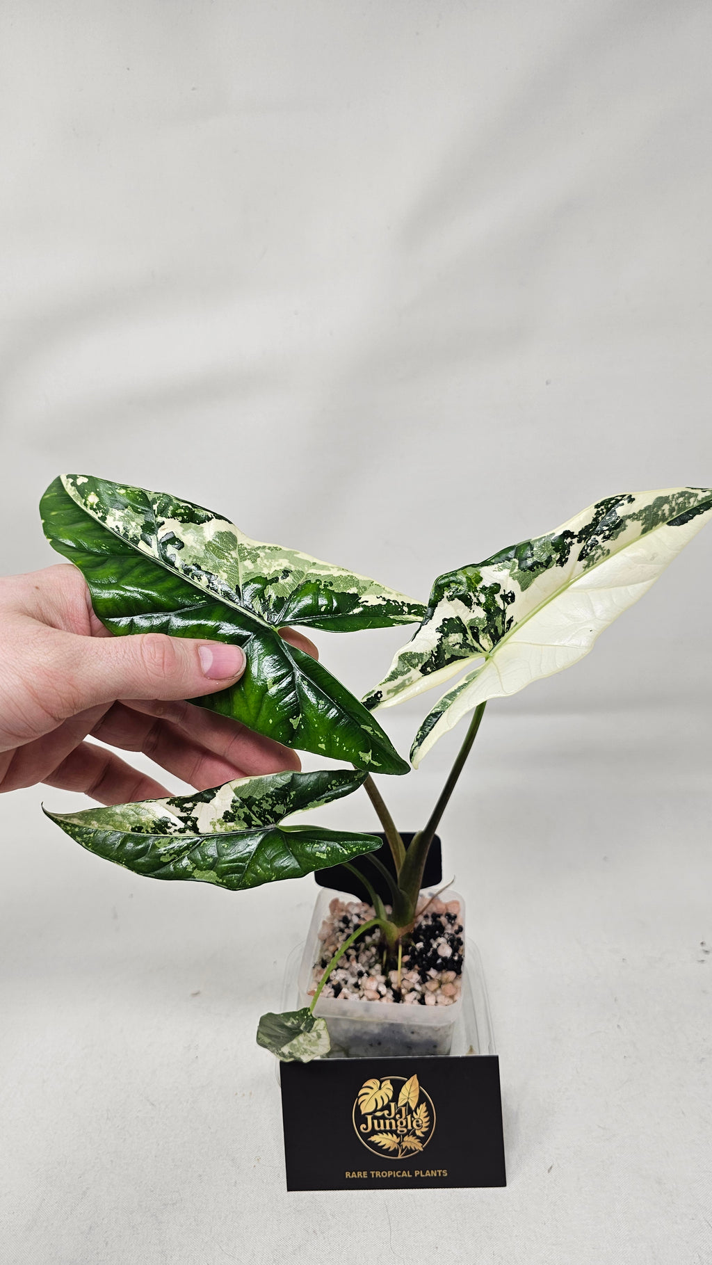 Alocasia Simpo Albo