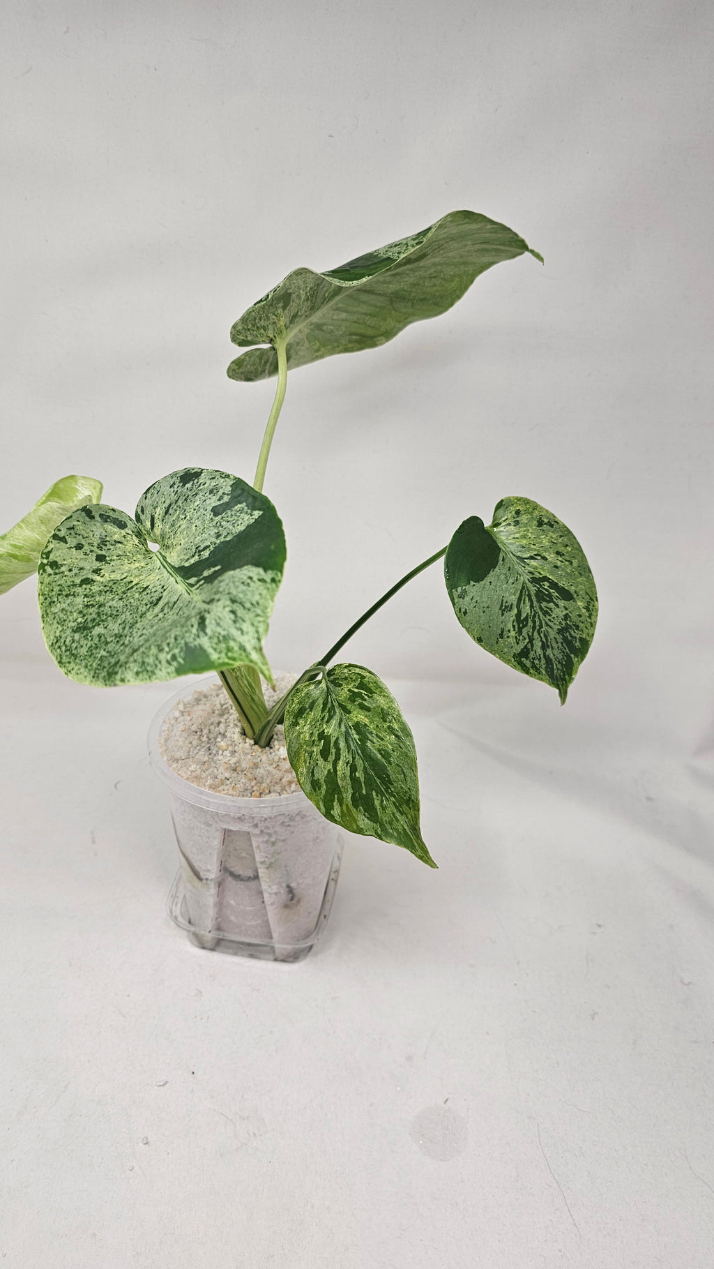 Monstera Bulbasaur
