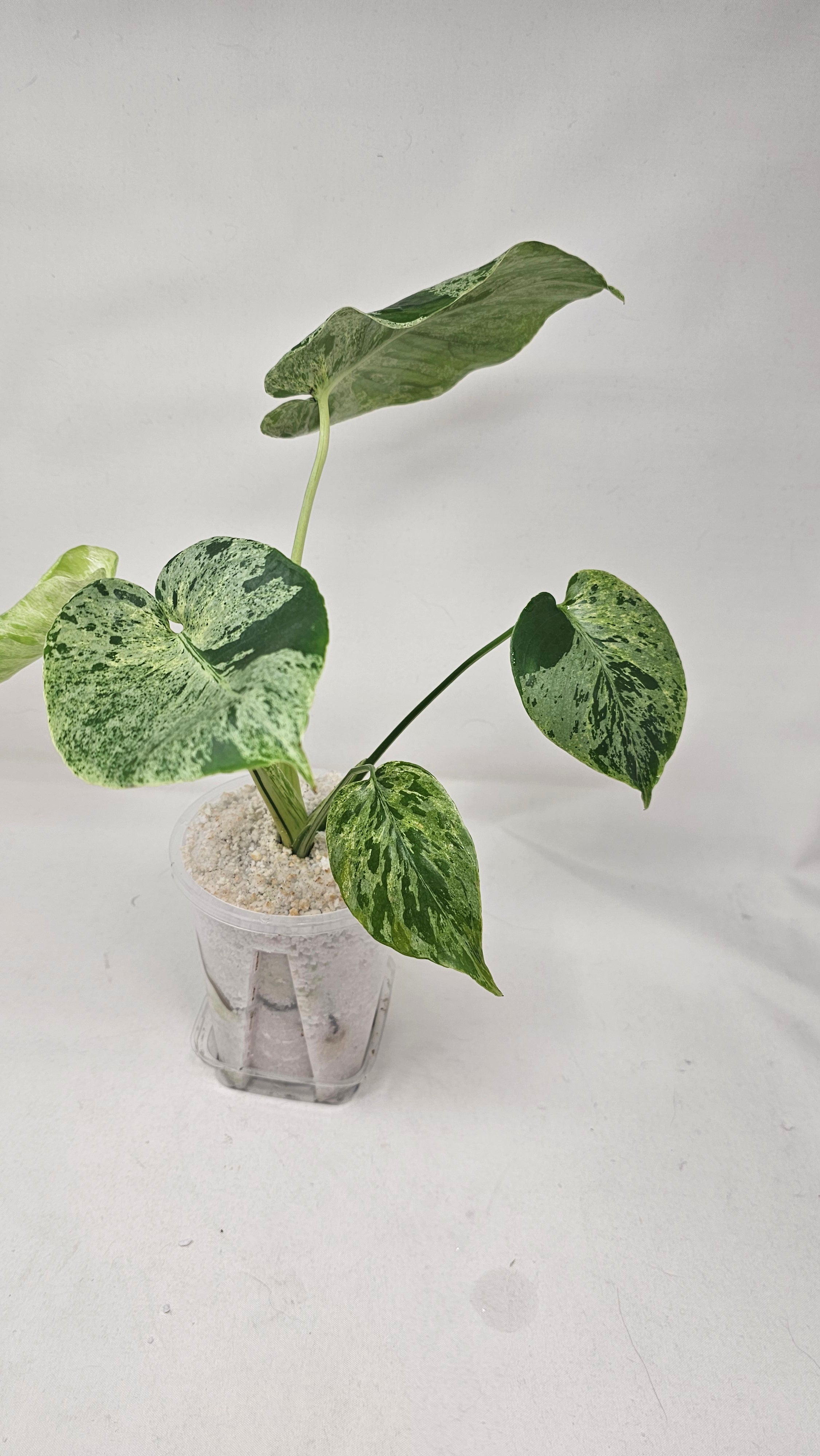Monstera Bulbasaur