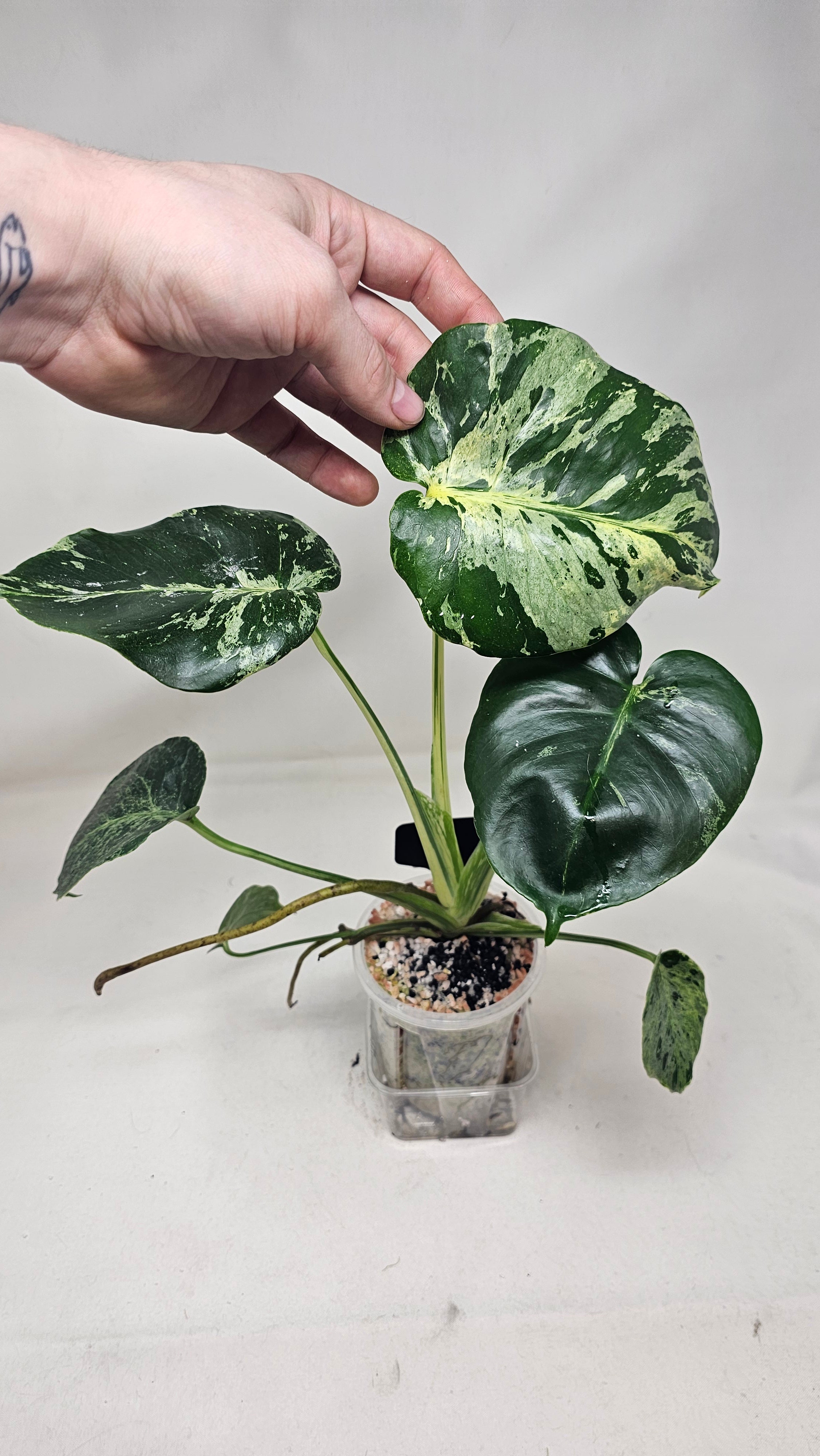 Monstera Bulbasuar