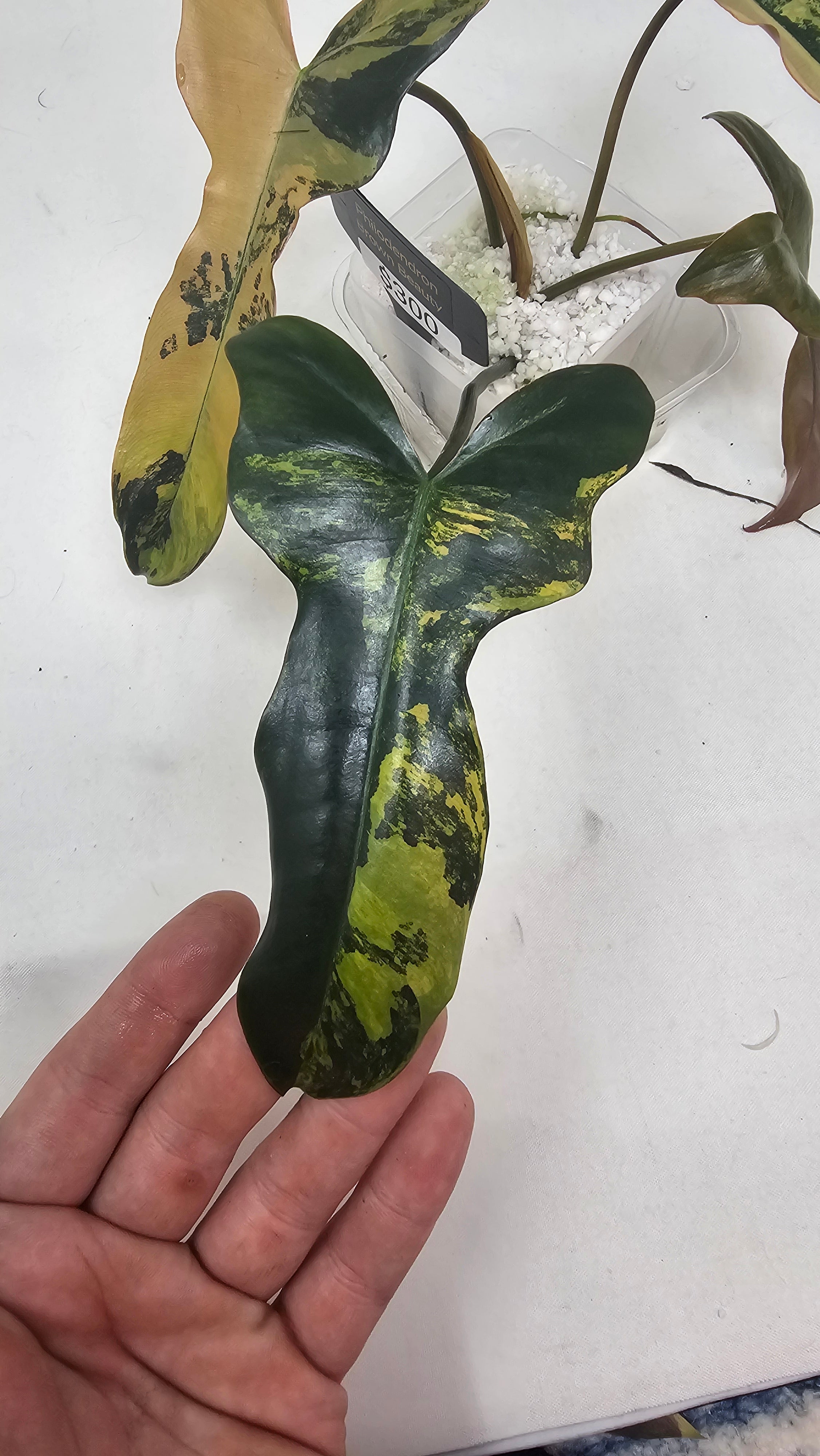 Philodendron Brown Beauty Variegated