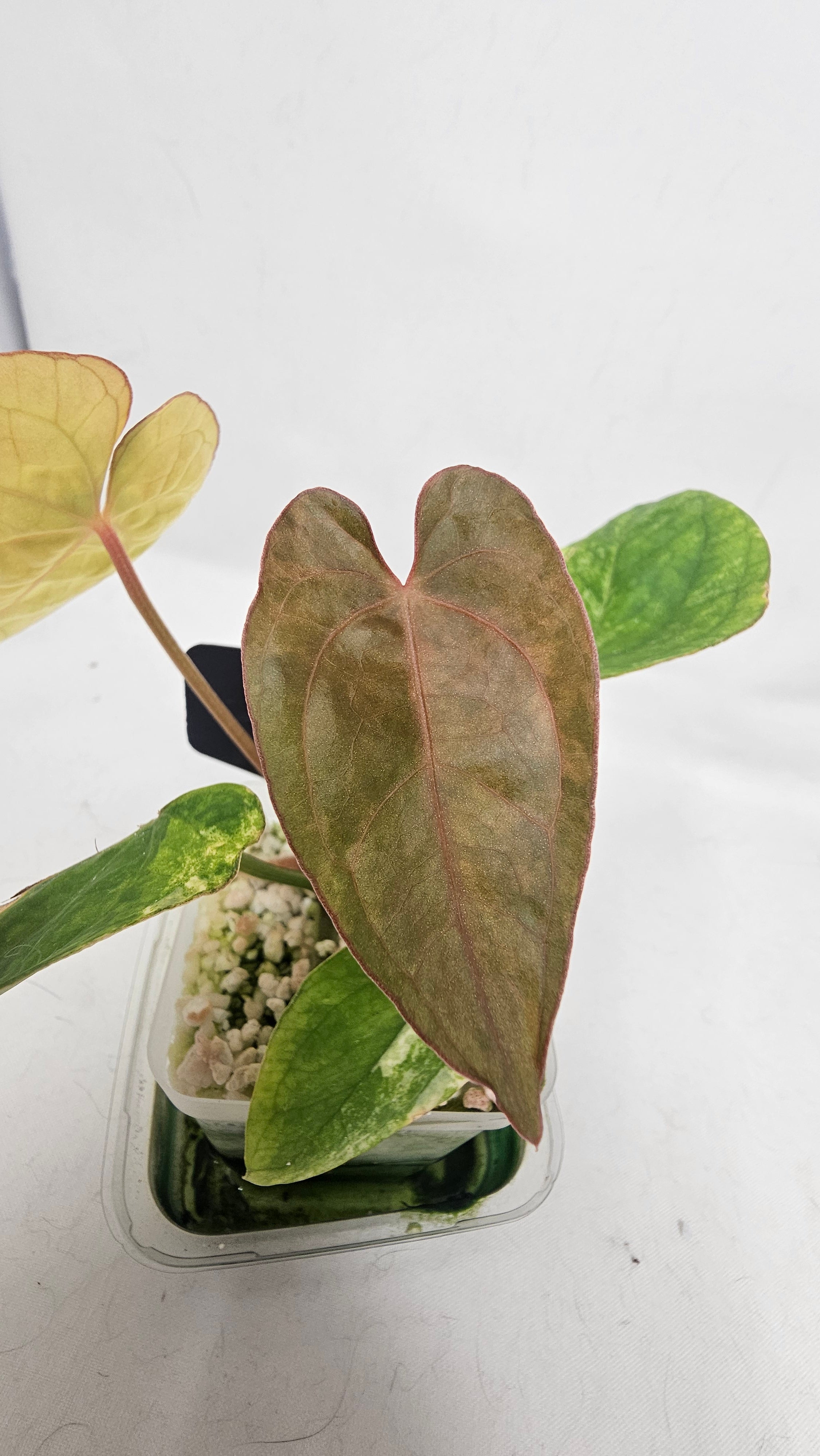 Anthurium Papillilaminum x Dressleri