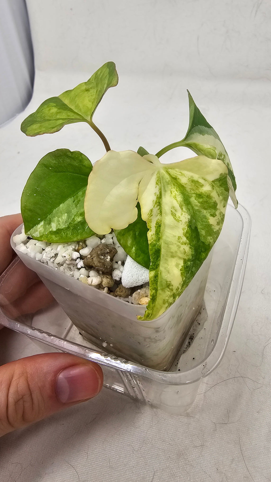 Anthurium Papillilaminum x (RL x RVDP)
