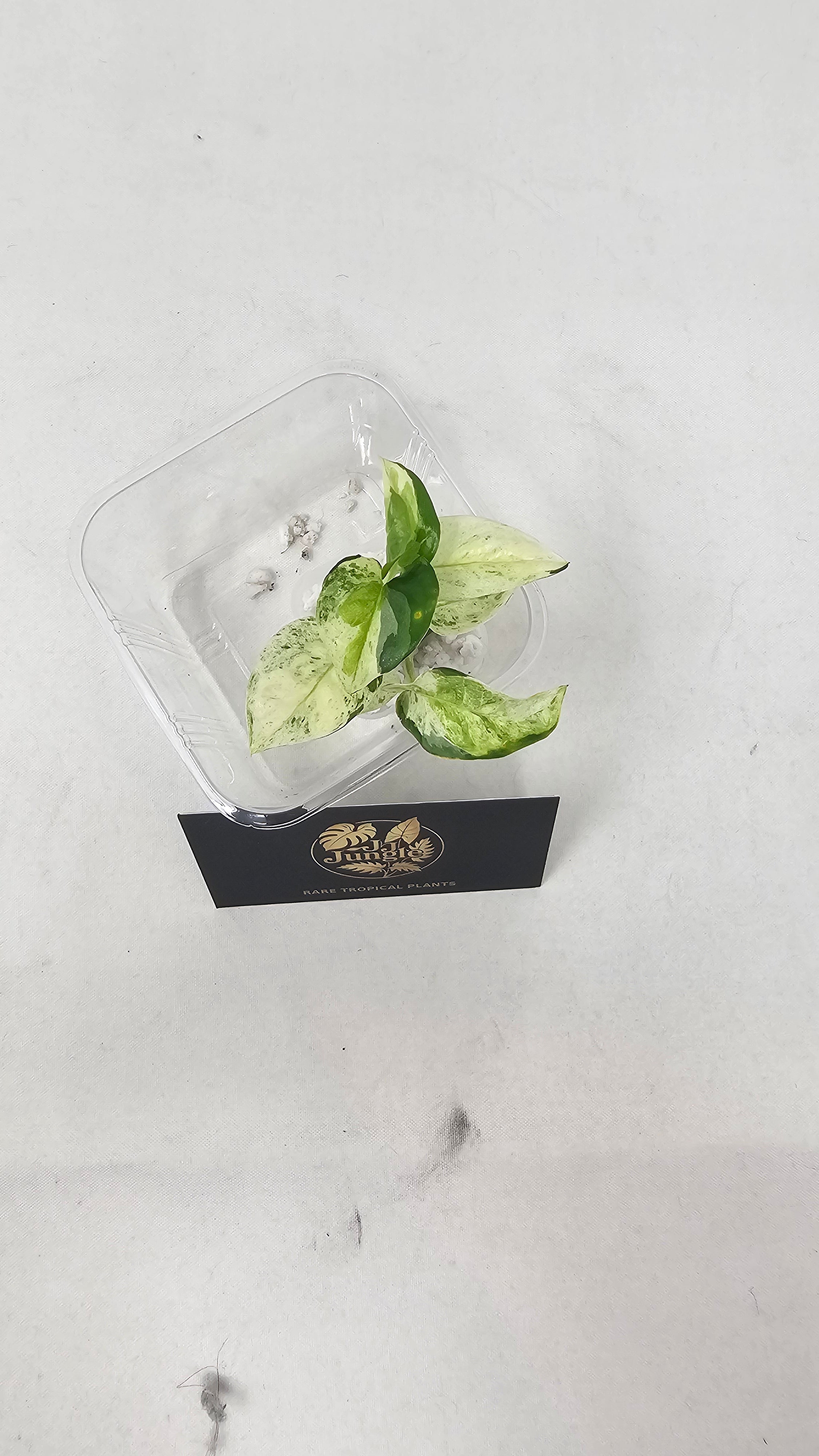 Japanese Global Pothos