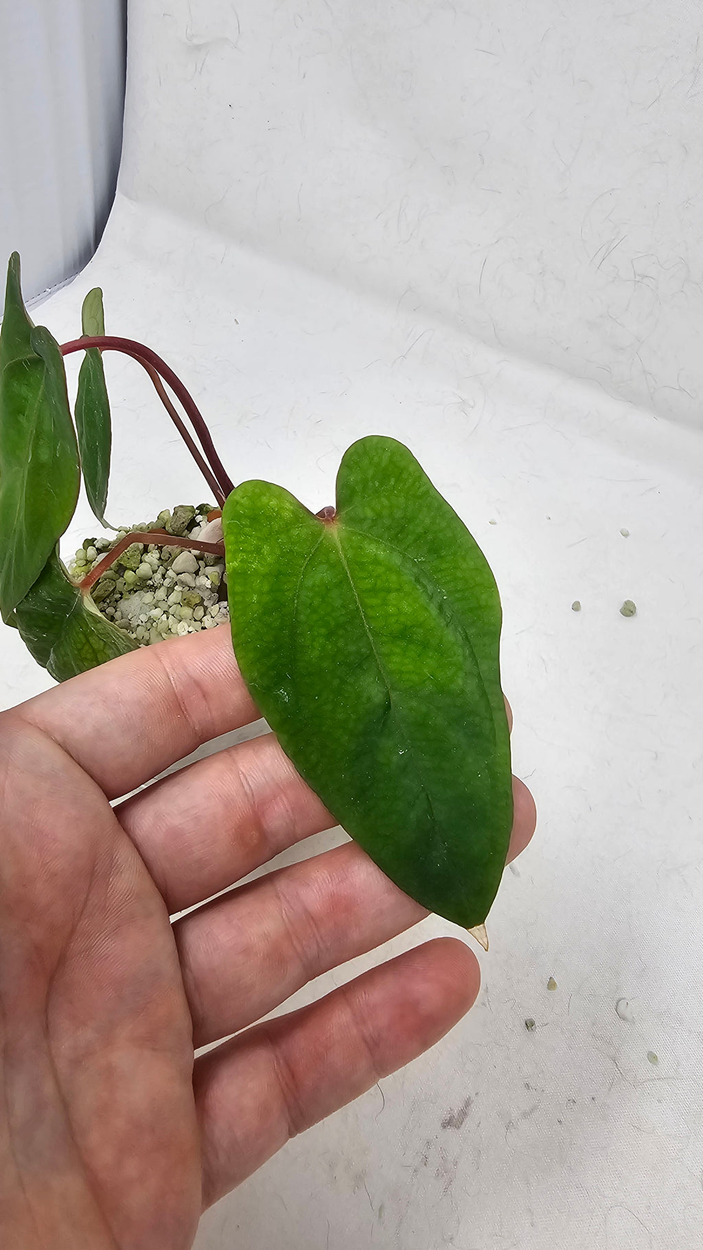 Anthurium Fort Sherman x RVDP