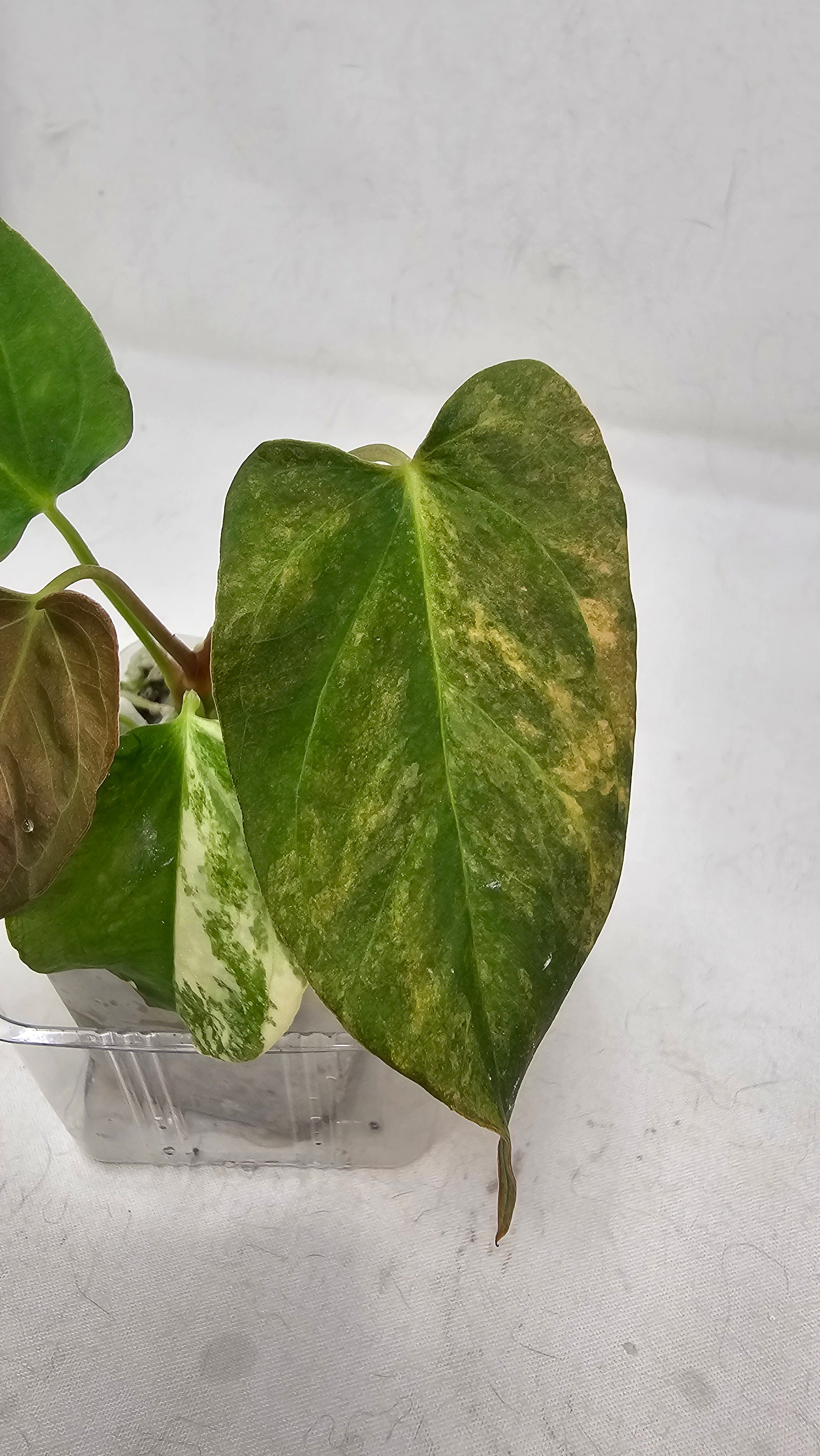 Anthurium Papillilaminum x (sp nov df x RL)