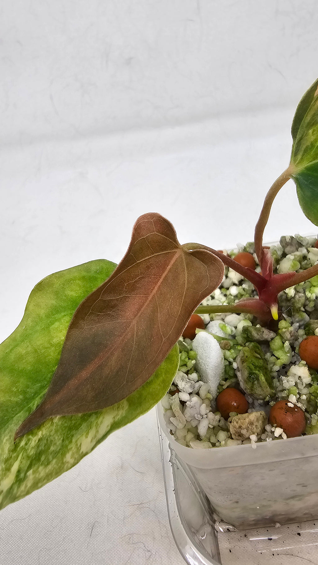 Anthurium Papillilaminum x (sp. Nov Df x RL)