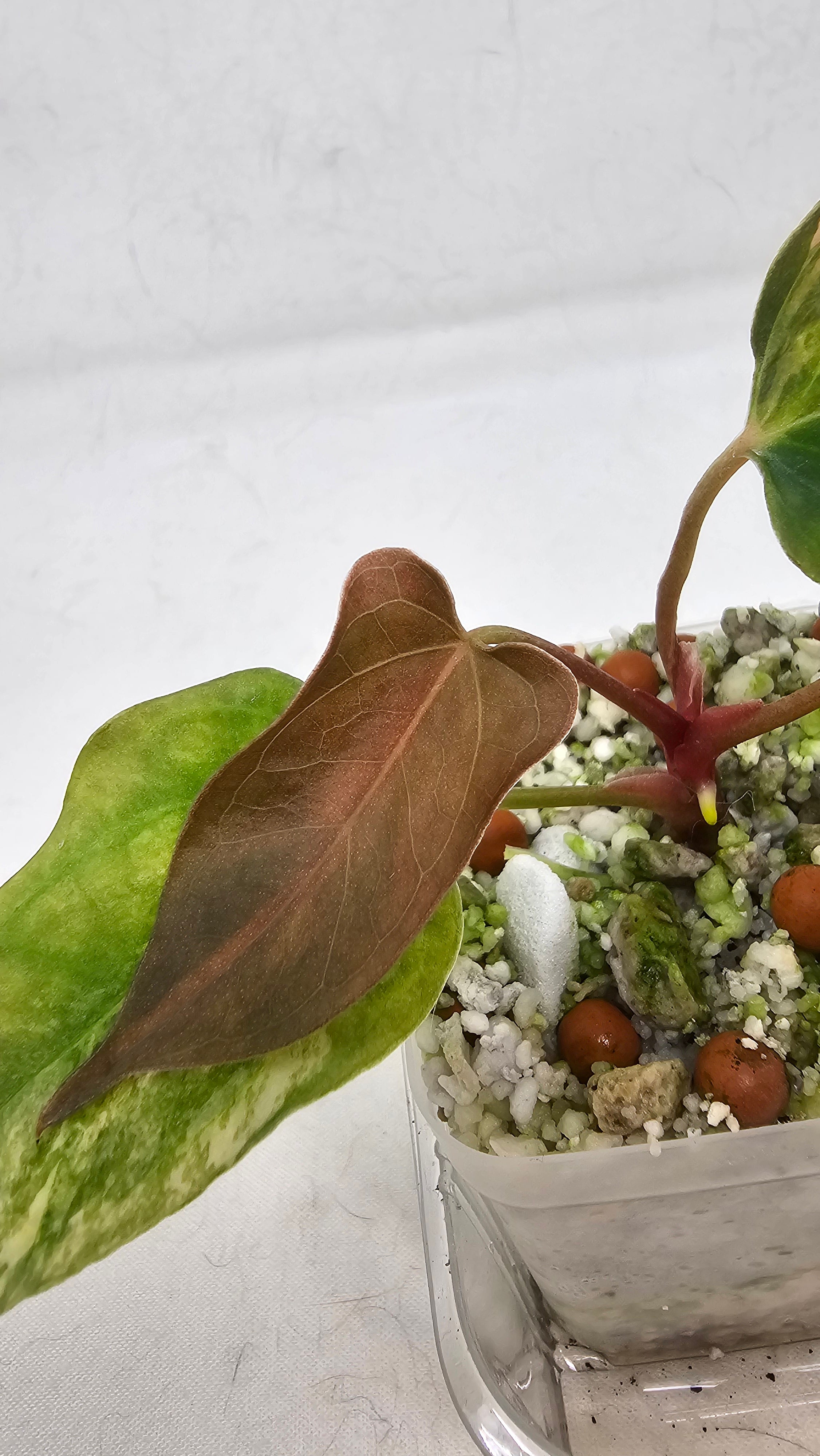 Anthurium Papillilaminum x (sp. Nov Df x RL)