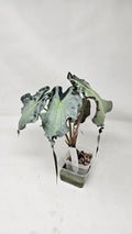 Alocasia Venom
