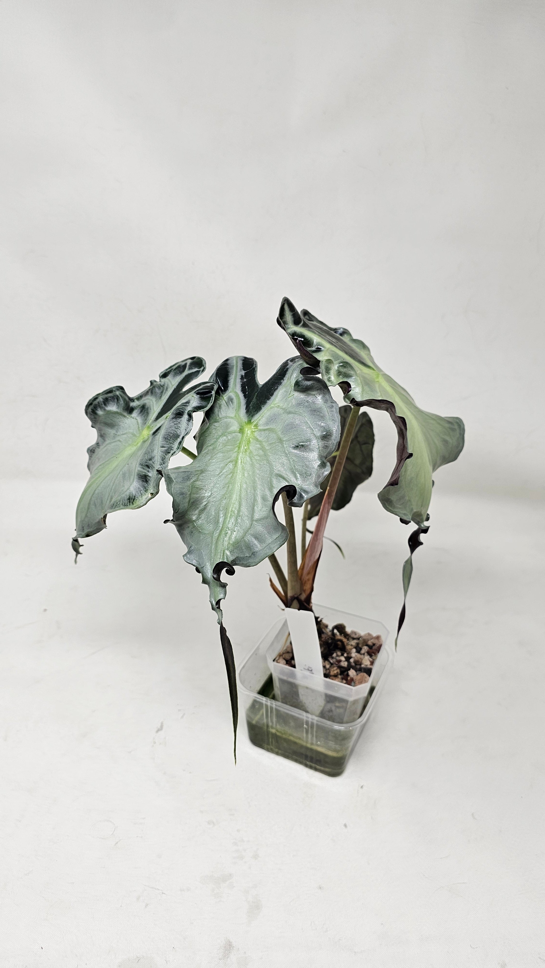 Alocasia Venom