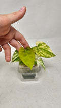 Anthurium Papillilaminum x (RL x RVDP)