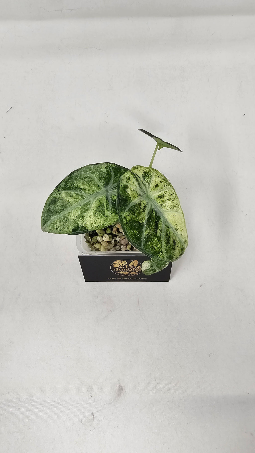 Alocasia Ninja Tricolour Splash