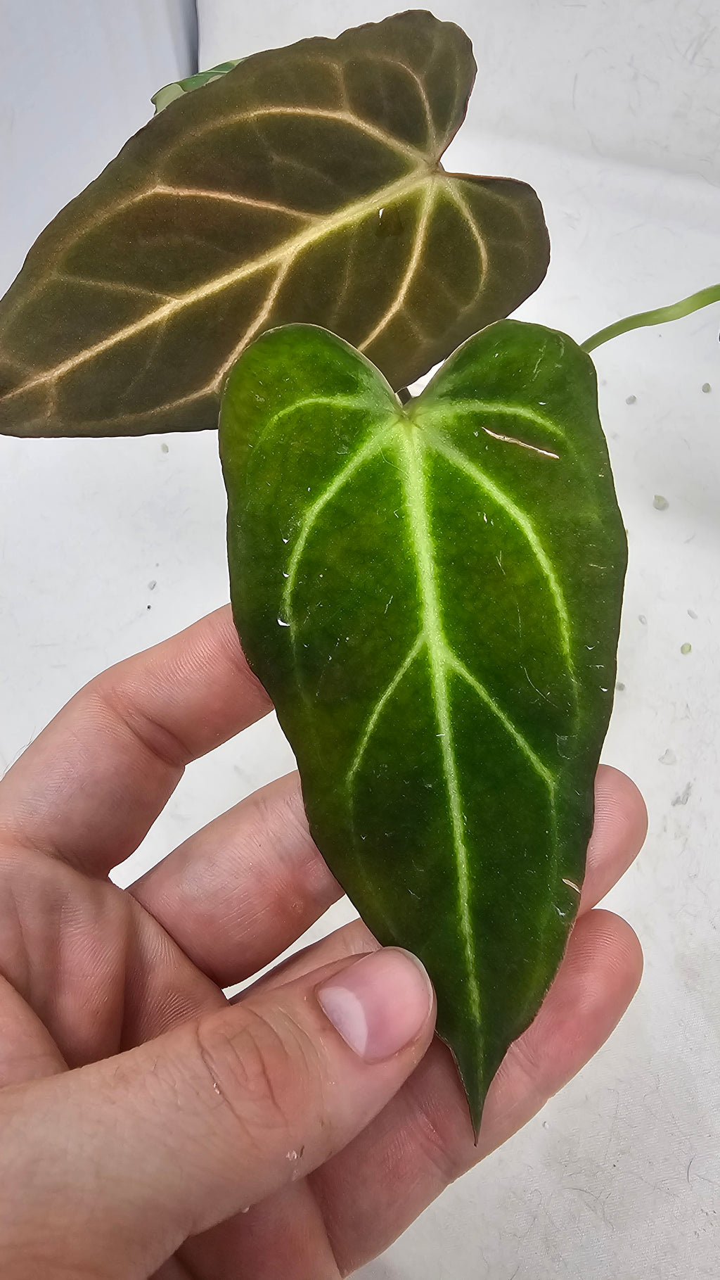 Anthurium Michelle x BVEP (Scott)
