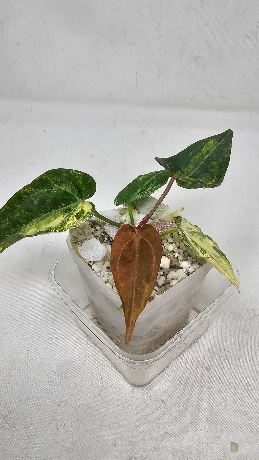 Anthurium (Papillilaminum × AOS) × (Michell x(Zara No.74))x (Brielle x Zara No.99)