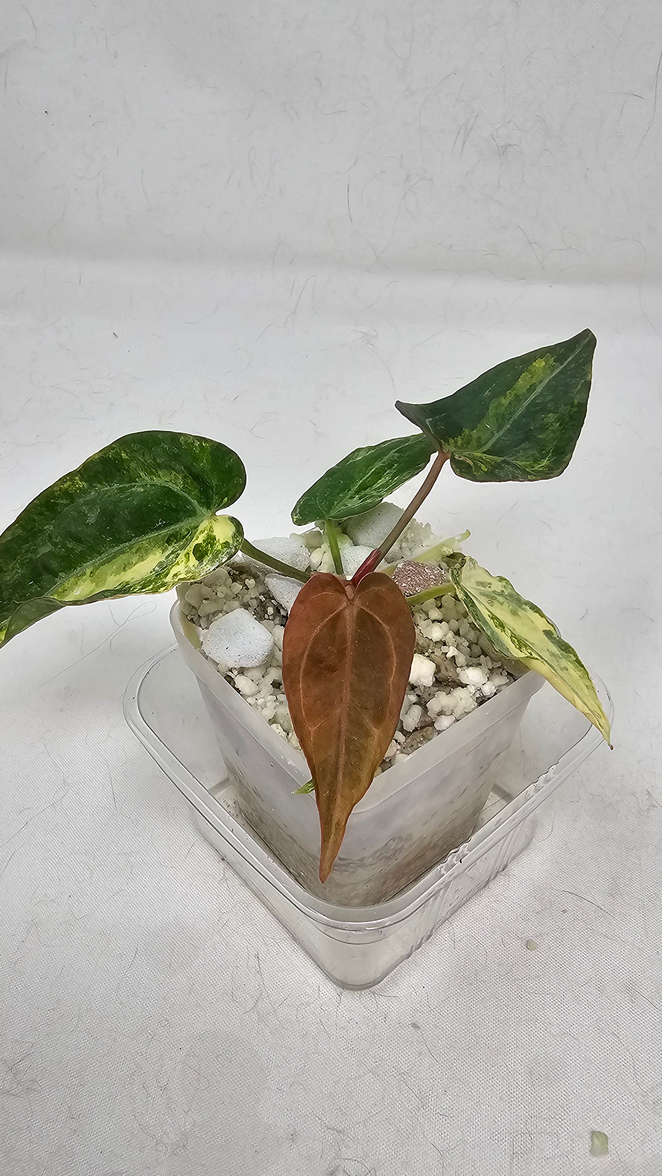 Anthurium (Papillilaminum × AOS) × (Michell x(Zara No.74))x (Brielle x Zara No.99)