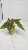 Anthurium Forgetti x Blackwidow 13 x 43