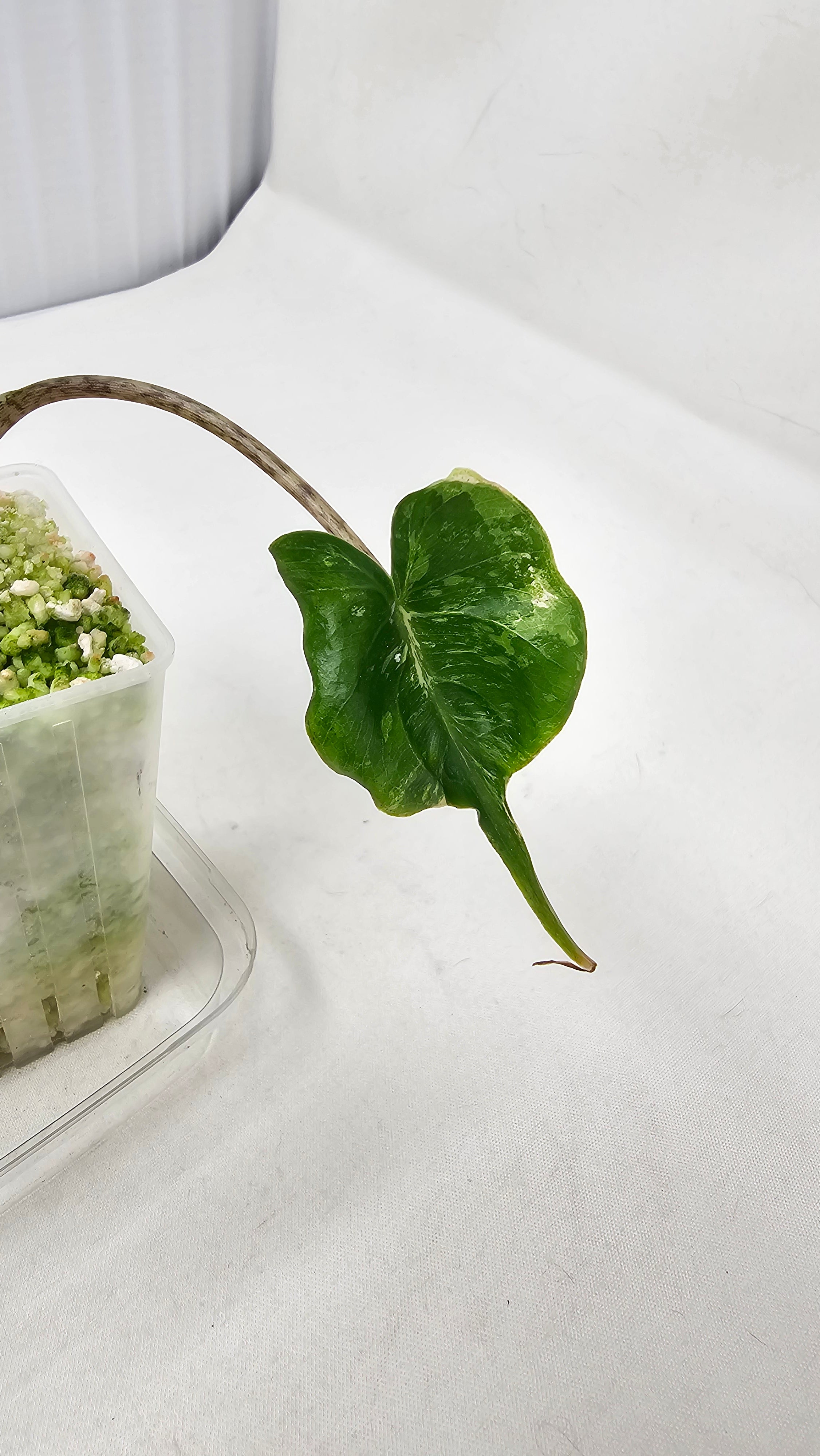 Alocasia Stingray Albo