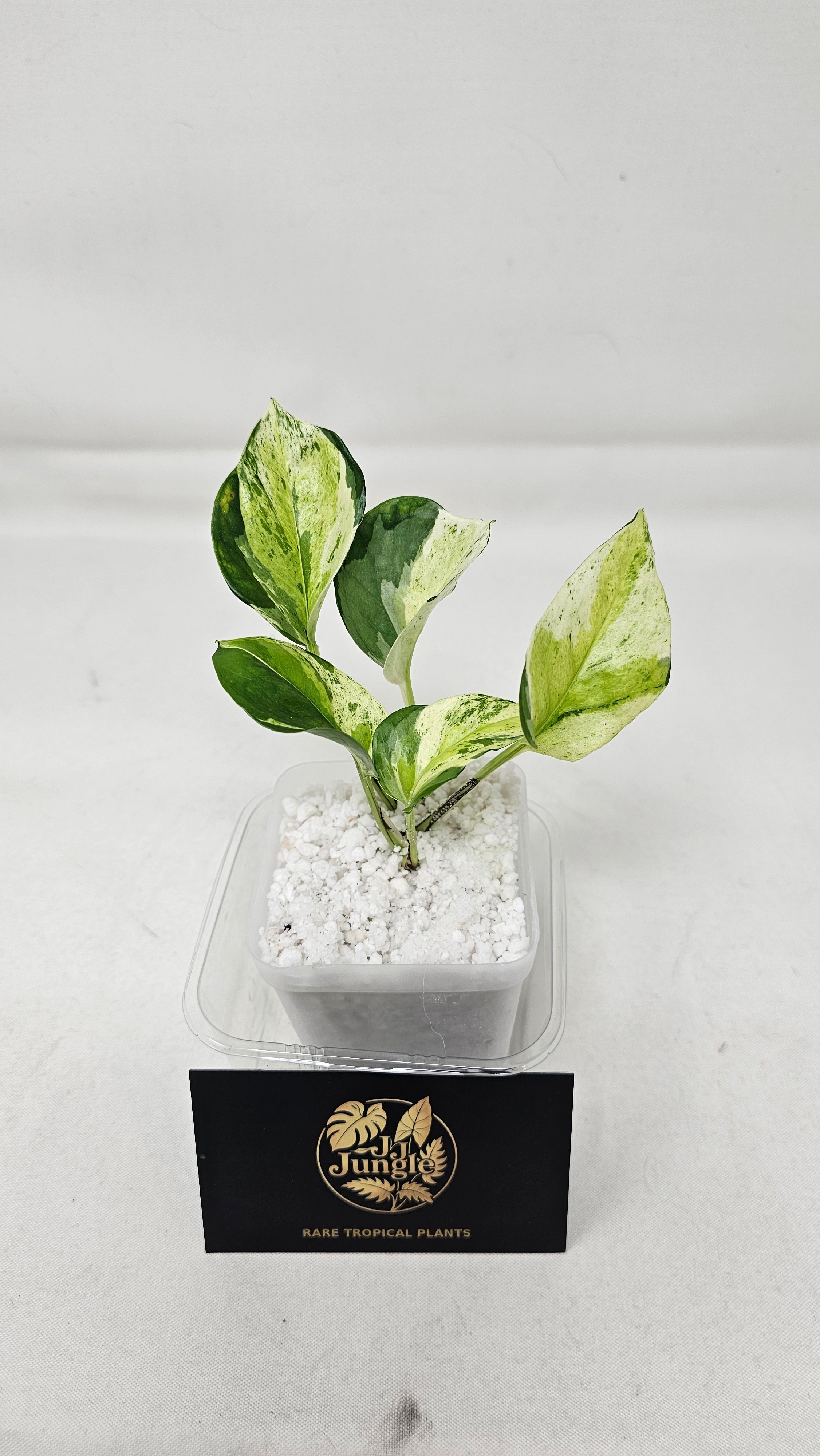 Japanese Global Pothos