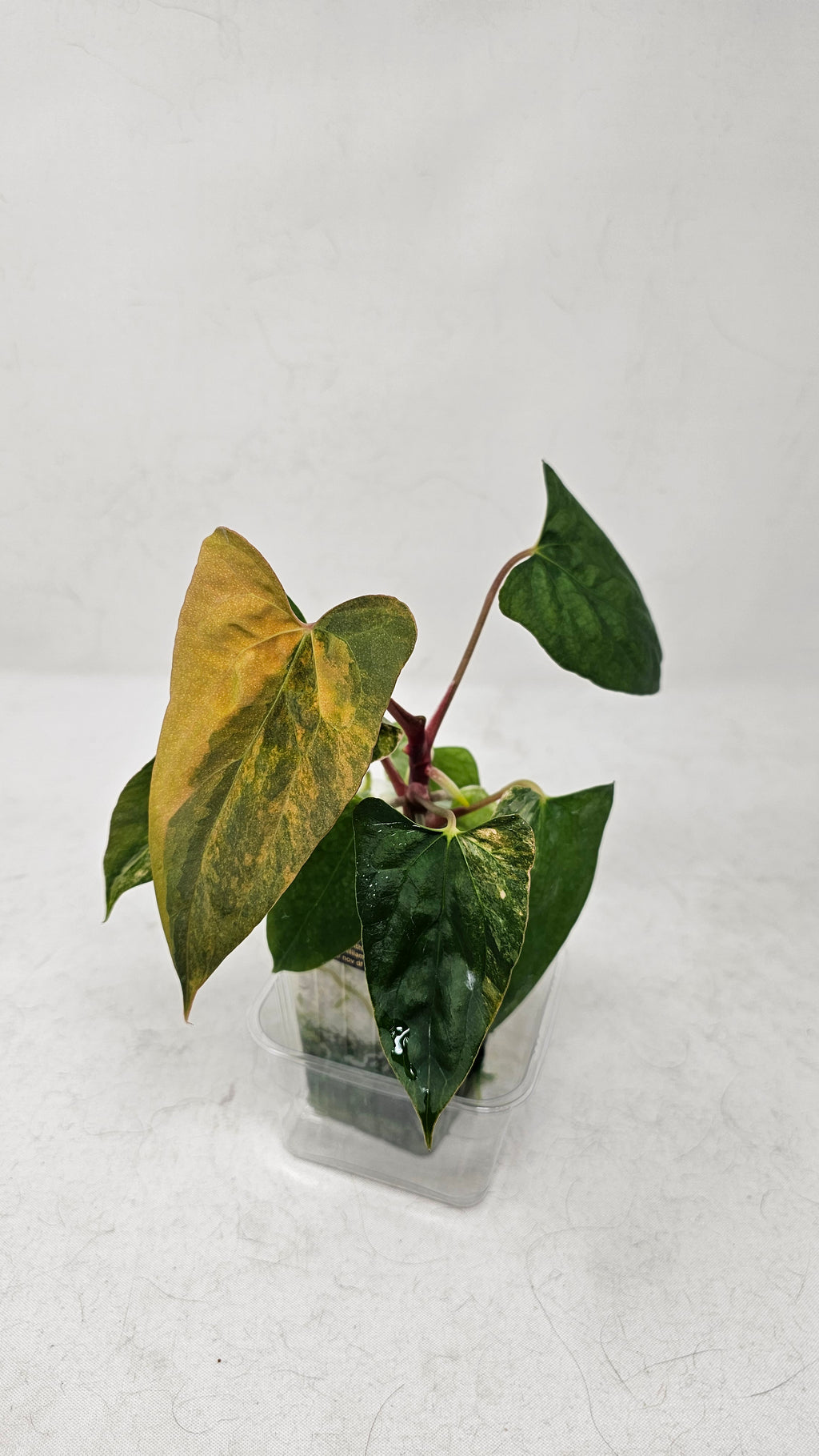 Anthurium Papillilaminum x (sp. Nov DF x RL)