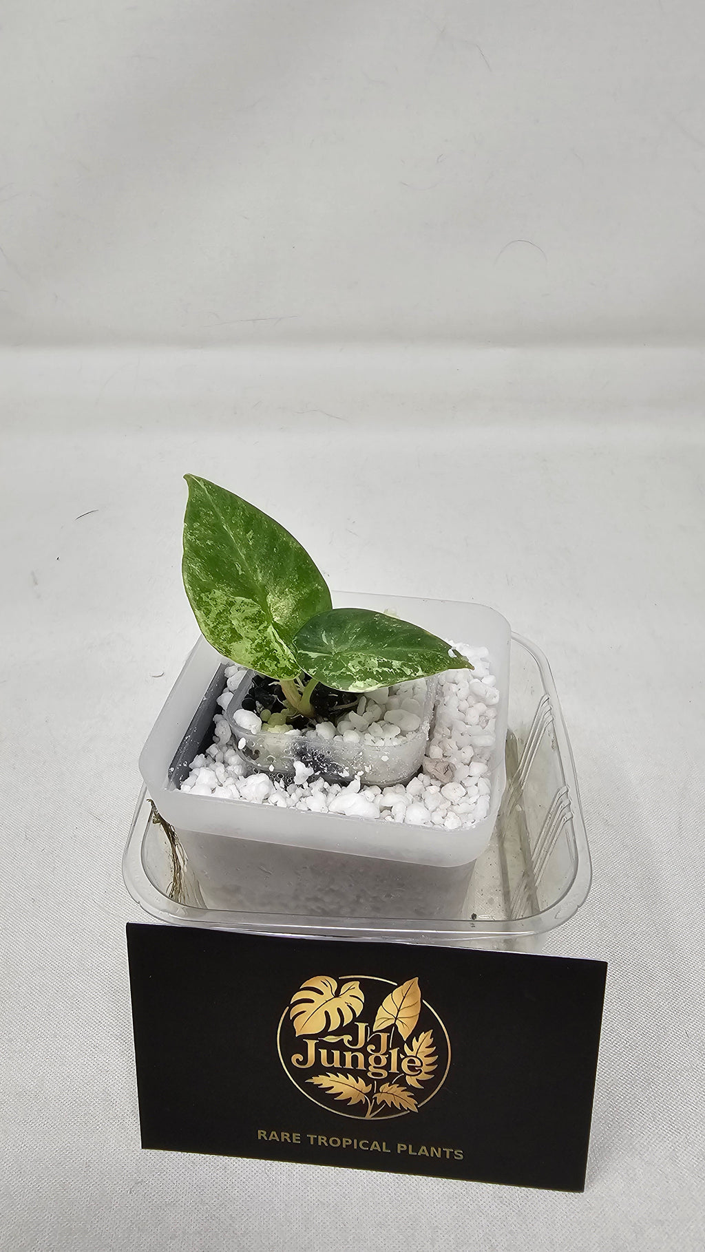 Alocasia Reginae Albo