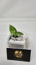 Alocasia Reginae Albo