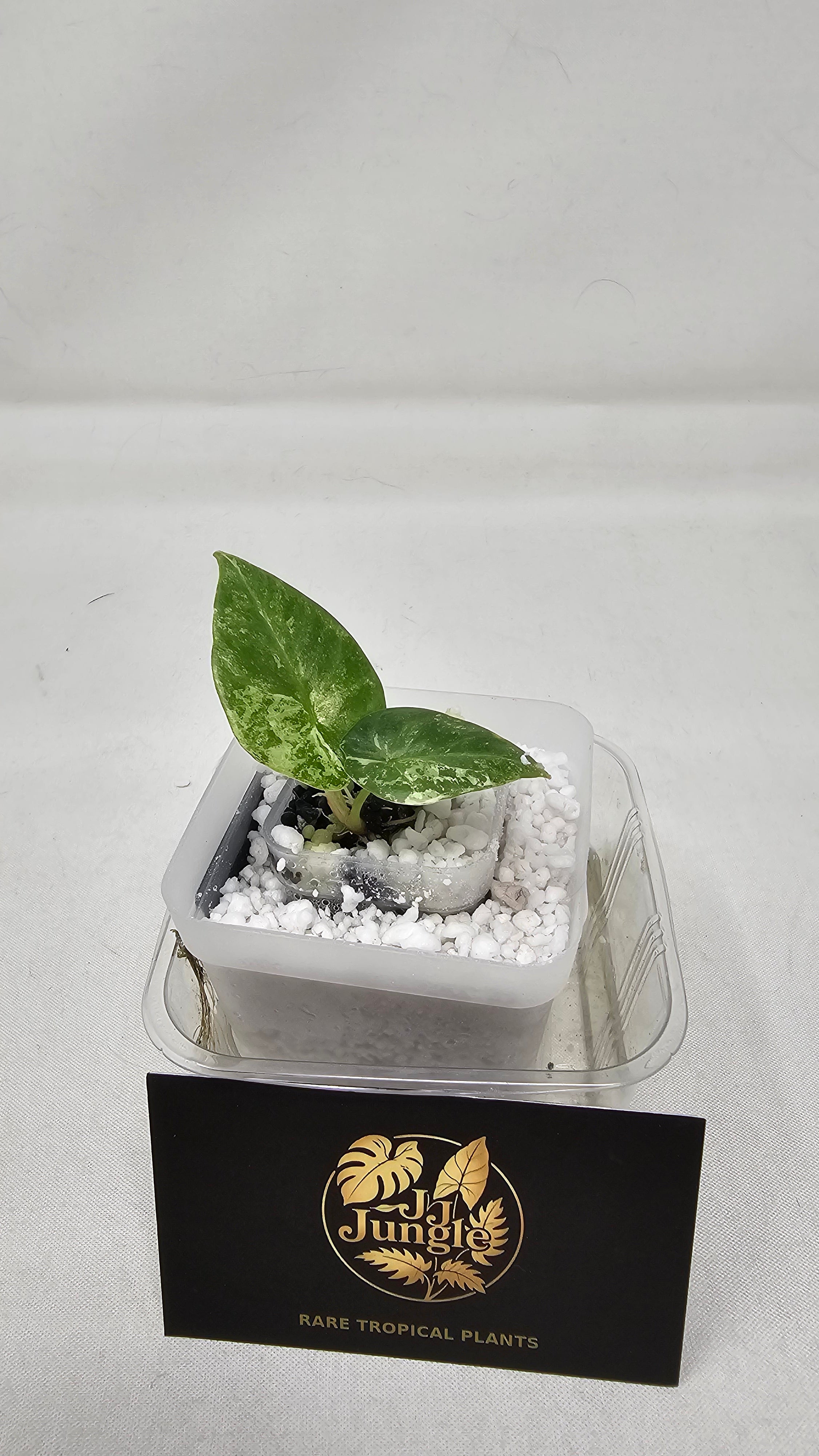 Alocasia Reginae Albo