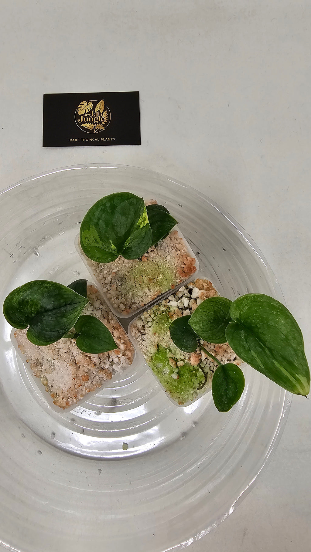 Scindapsus Halimoon