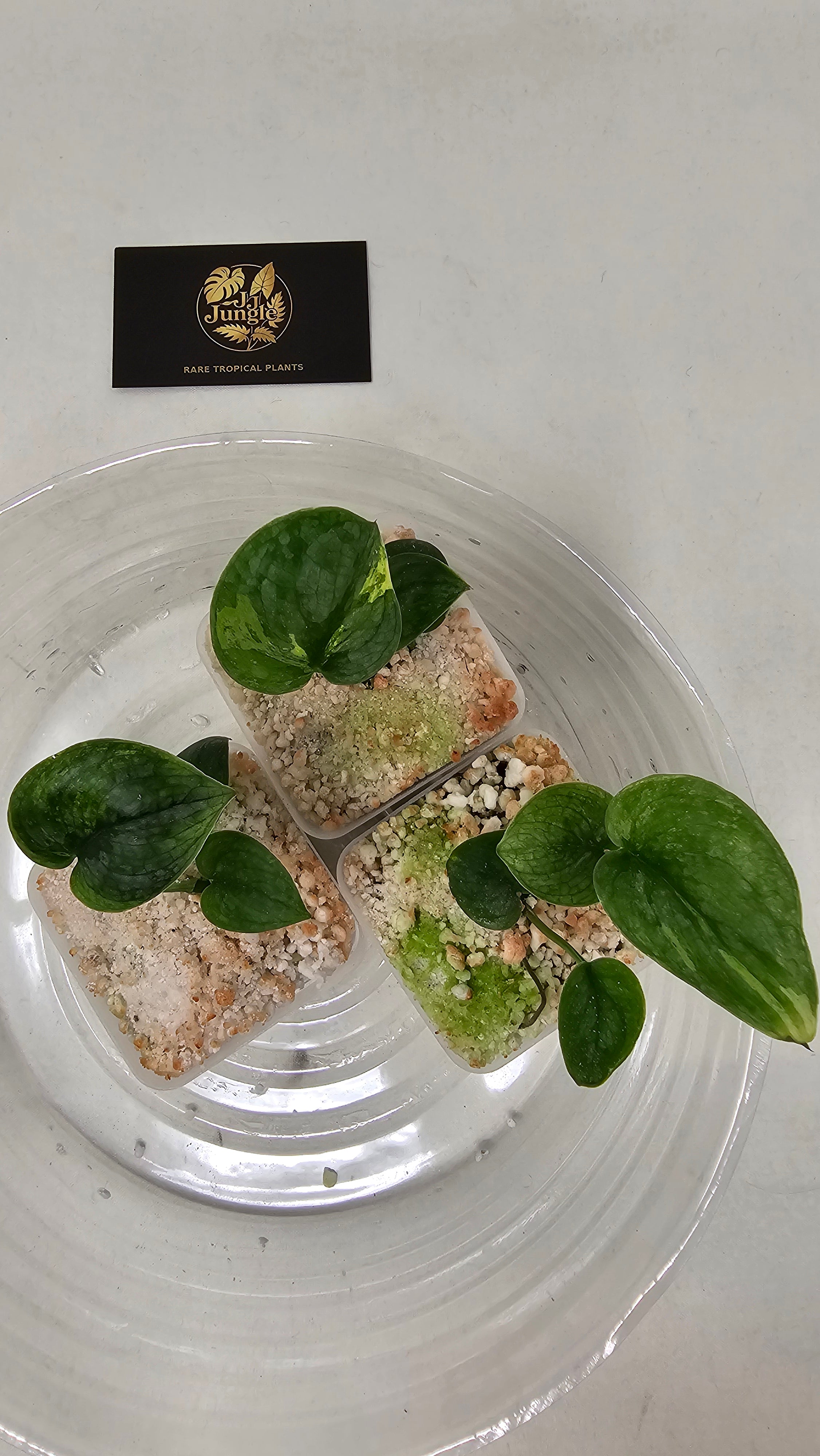 Scindapsus Halimoon