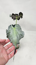 Alocasia Venom