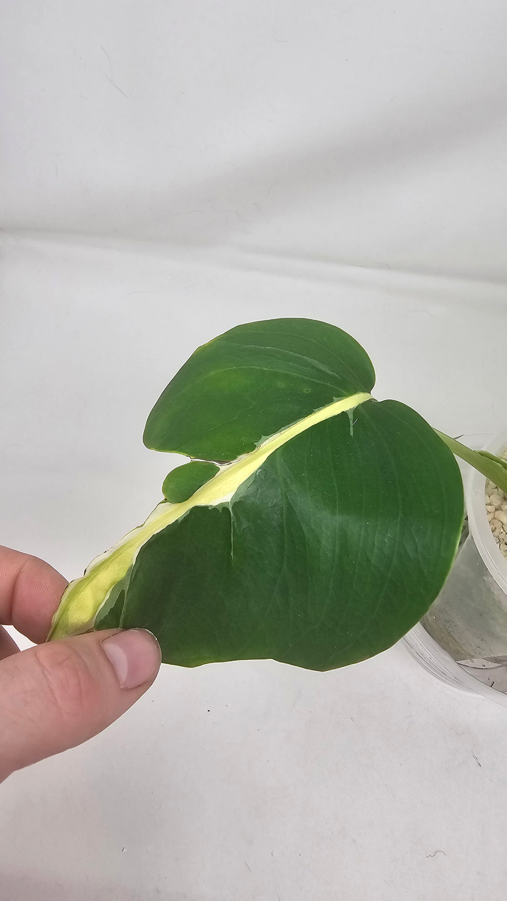 Monstera White Lava