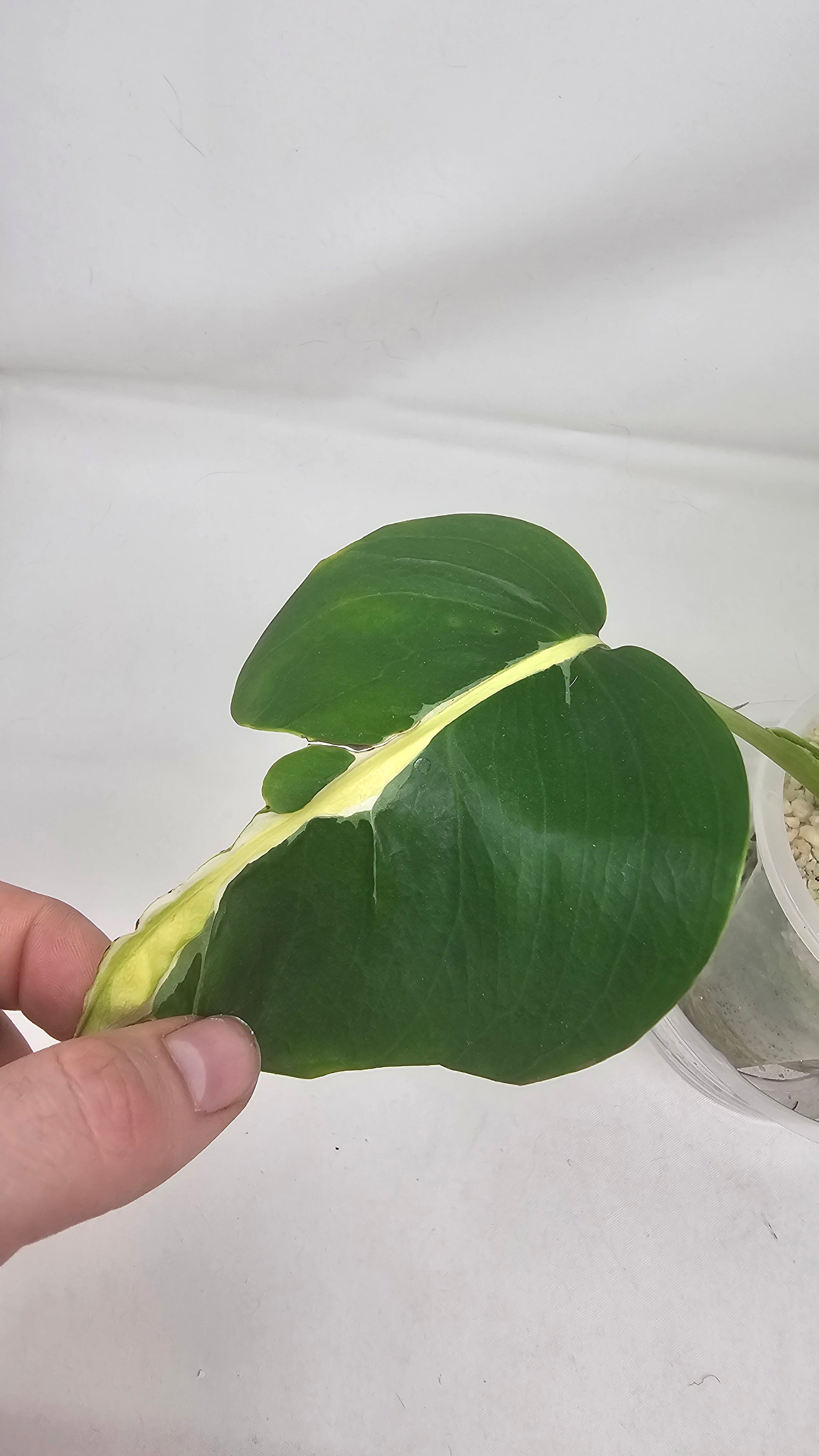 Monstera White Lava