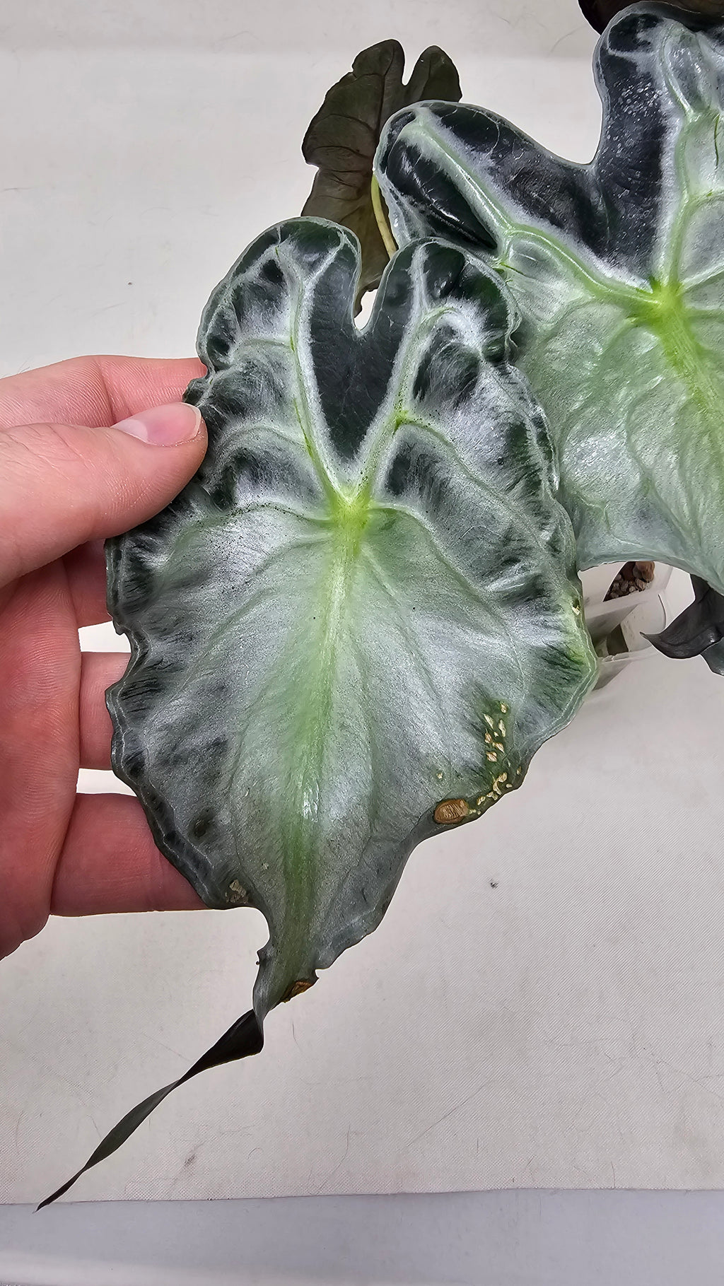 Alocasia Venom