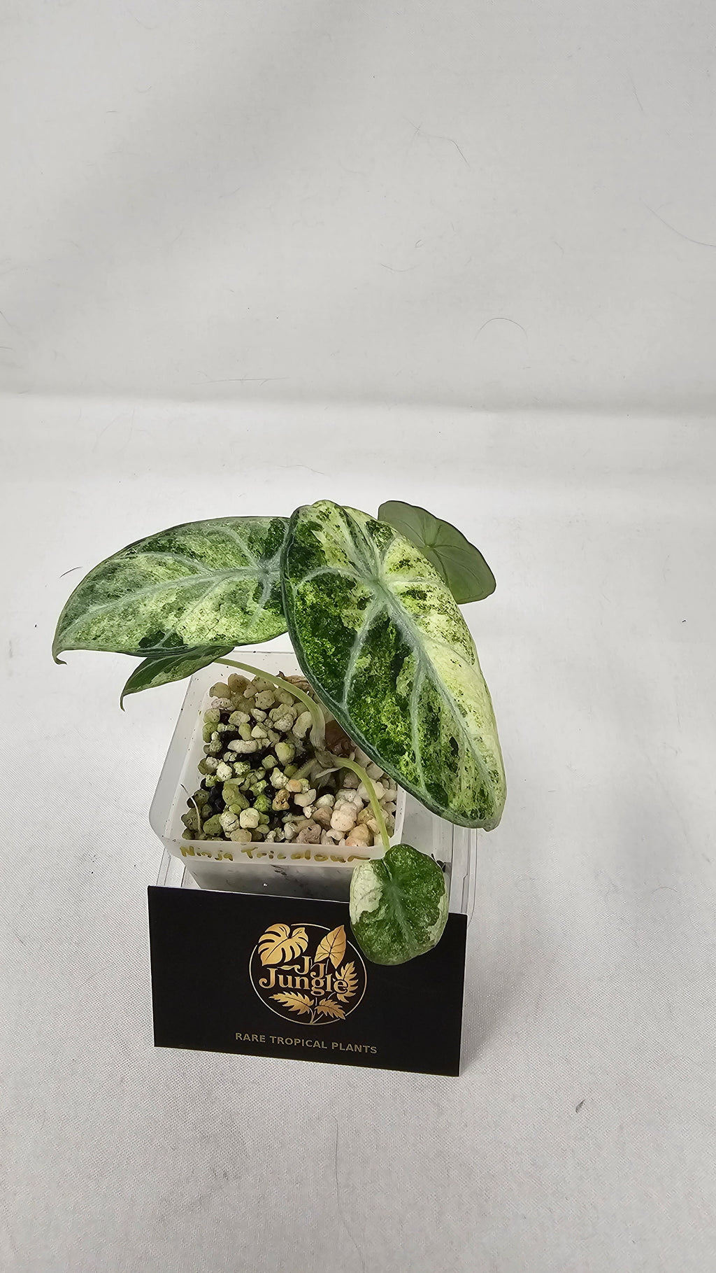 Alocasia Ninja Tricolour Splash